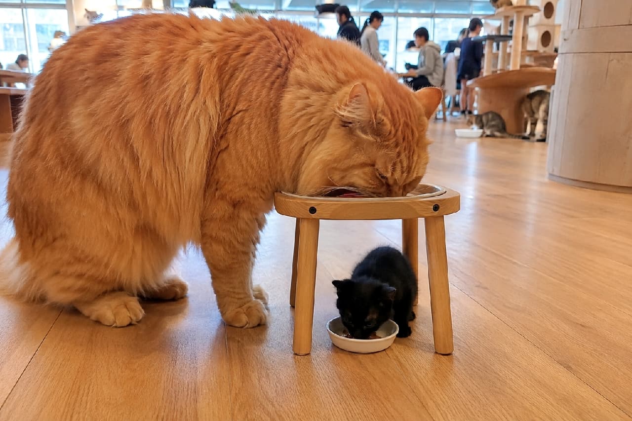「巨人と妖精のコラボ!スツールの上で食べるライオン級メインクーン様と、足元のちび黒猫ちゃん🦁🖤 #茶トラ #黒猫」An ultra-realistic high-quality photograph inside a spacious cat cafe. A gigantic fluffy orange tabby cat dines from an elevated bowl on a small wooden stool, while a tiny solid black kitten eats from a white saucer directly beneath the stool, emphasizing a charming and vertical scale contrast. 広々としたキャットカフェのフローリングで、背の高い木製ミニスツールの上に置かれたフードを食べる巨大な長毛種の茶トラ猫。そのスツールの足元、まるでトンネルのような隙間で、極小の真っ黒な子猫が白いお皿からちょこんと食べている、遊び心と体格差に満ちたユーモラスな一枚