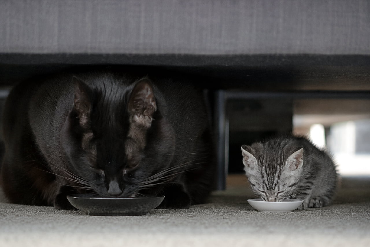 「ソファの下はふたりだけの秘密基地🤫🖤ツヤツヤ黒猫さんとちびシルバーちゃんの静かなもぐもぐタイム✨ #黒猫 #秘密基地」An ultra-realistic high-quality photograph captured from a low angle under a dark gray sofa. A large, sleek solid black cat and a tiny, delicate silver tabby kitten are quietly eating together. The contrast between the black cat's glossy dark fur and the kitten's soft silver stripes is highlighted under the cozy, low-light shadow. グレーのソファの下の薄暗い隙間に身を寄せ、大柄で艶やかな黒猫と、シルバータビーのちいさなキジトラ子猫が並んで食事をするローアングル写真。黒猫は黒い浅皿、子猫は白い小皿から静かにフードを食べており、暗がりのなかに猫たちの美しい毛並みと輪郭が浮かび上がる、静謐でシックな情景
