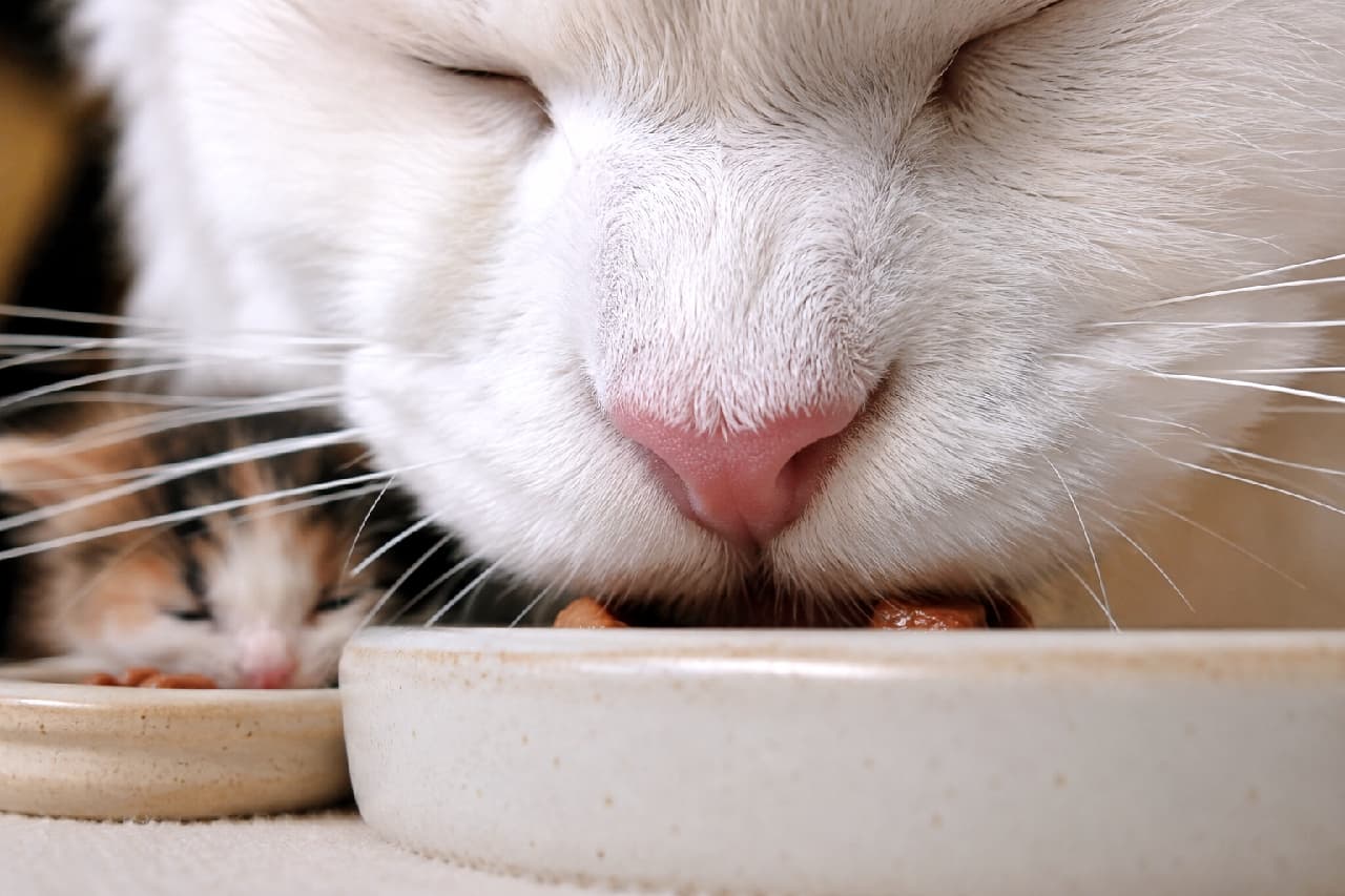 「画面いっぱいの桃色お鼻に吸い込まれそう…!奥でこっそりもぐもぐしている三毛ベイビーにも大注目です👀💖 #どアップ猫 #ピンクの鼻」An ultra-realistic high-quality extreme close-up shot capturing the pink nose and soft white fur of a large white cat eating wet food. In the softly blurred background on the left, a tiny, delicate calico kitten is visible eating from its own bowl, creating a deeply touching, warm, and intimate atmosphere. 画面いっぱいにクローズアップされた、真っ白な成猫の愛らしい桃色の鼻とふっくらとした口元がフードを食べる様子。そのすぐ左奥、焦点が柔らかくぼやけた背景で、小さな三毛猫の子猫が一生懸命にご飯を食べている、質感の対比と温もりがダイレクトに伝わる接写カット