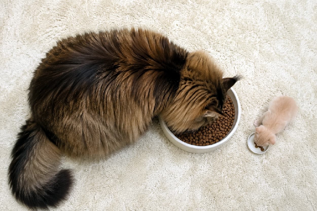 「上から見たら、さらにサイズ差が凄かった!😳巨大モフモフ猫先輩と、淡いクリーム色のちび丸ちゃん🐾 #メインクーン #猫のいる幸せ」An ultra-realistic high-quality photograph taken from a bird's-eye view, showing a giant fluffy brown Maine Coon with a large feathery tail eating kibble, next to a minuscule solid cream-colored kitten at a tiny saucer. The backdrop is a neutral, textured off-white shag carpet emphasizing the vertical scale difference. 明るいシャギーカーペットの上で、超ロングヘアの大きなブラウンタビ―猫が器いっぱいのカリカリを食べ、その右隣で極小のクリーム色の子猫が小さな皿から食べる様子を真上から捉えた一枚。大きなもふもふの尻尾と、まだ耳が小さな赤ちゃん猫のサイズ差が際立つ俯瞰写真