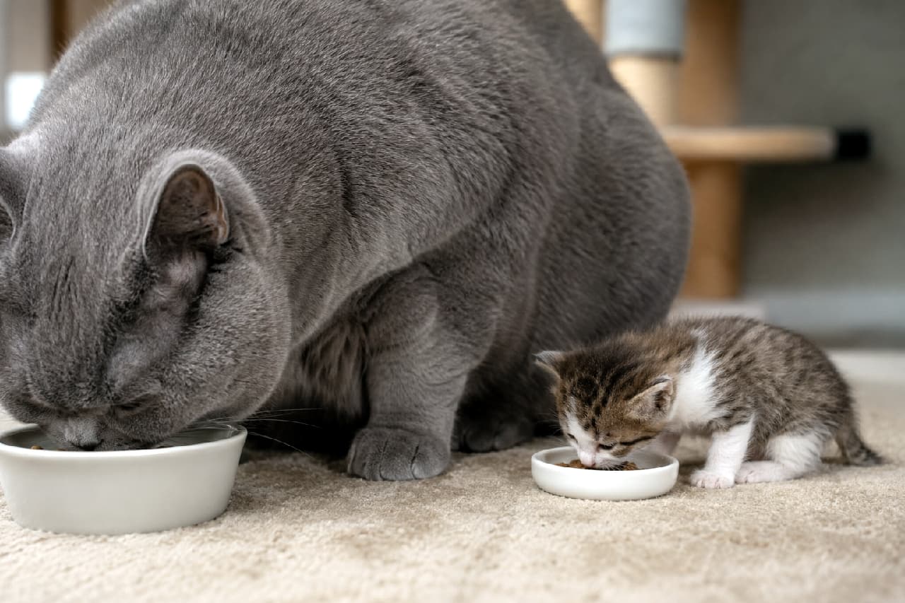 「規格外のサイズ差にキュン死確定…!グレー先輩のどっしり感と、ちんまり食べるキジ白ちゃんに癒やされて🥰💖 #猫のいる暮らし #もぐもぐ」An ultra-realistic high-quality photograph capturing a massive, plush solid gray British Shorthair cat eating from a deep white bowl next to an incredibly tiny brown tabby-and-white kitten dining from a shallow white saucer on a soft beige carpet. 質感豊かなベージュのカーペットの上で、大きな丸いグレーのブリティッシュショートヘアが白い深皿のキャットフードを食べ、そのすぐ隣で、半分以下のサイズしかない小さなキジ白の子猫が浅い白い平皿から一心不乱に食べているクローズアップ写真。温かみのある室内光に照らされた、体格差が際立つ日常カット