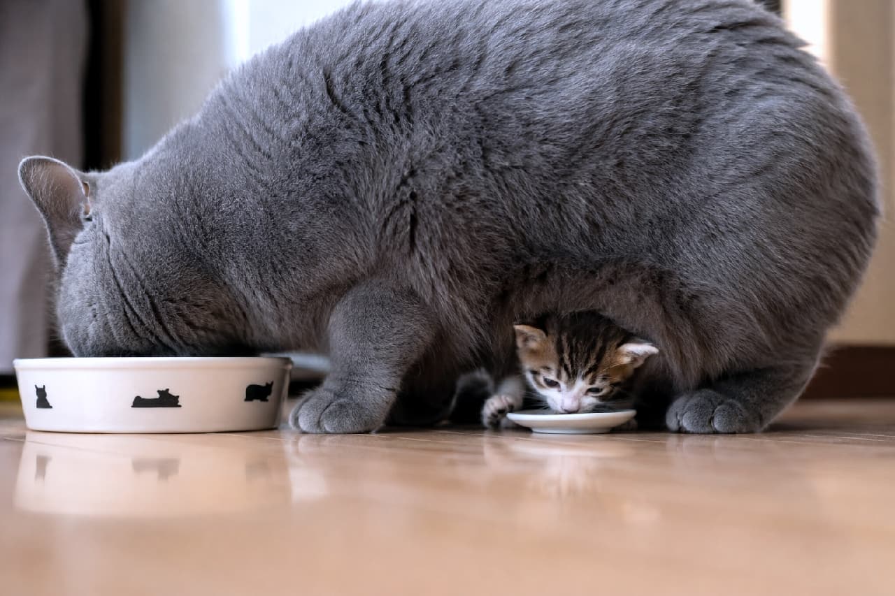 「まさかのそこが特等席!?グレー先輩のお腹の下でぬくぬくもぐもぐするキジトラベイビーが可愛すぎる😭❤️ #温もり #猫の親子 #もぐもぐ」An ultra-realistic high-quality photograph of a giant, solid gray British Shorthair cat eating, while a tiny brown tabby kitten is nestled completely under its warm belly, eating from a miniature white saucer on a polished wooden floor. 明るい木目のフローリングの上で、大きなグレーのブリティッシュショートヘアがキャットフードを食べるそのふっくらとしたお腹の下(懐)に、小さなキジトラ子猫がすっぽりと収まり、小さな白い皿から健気に食べているユーモラスで心温まる写
