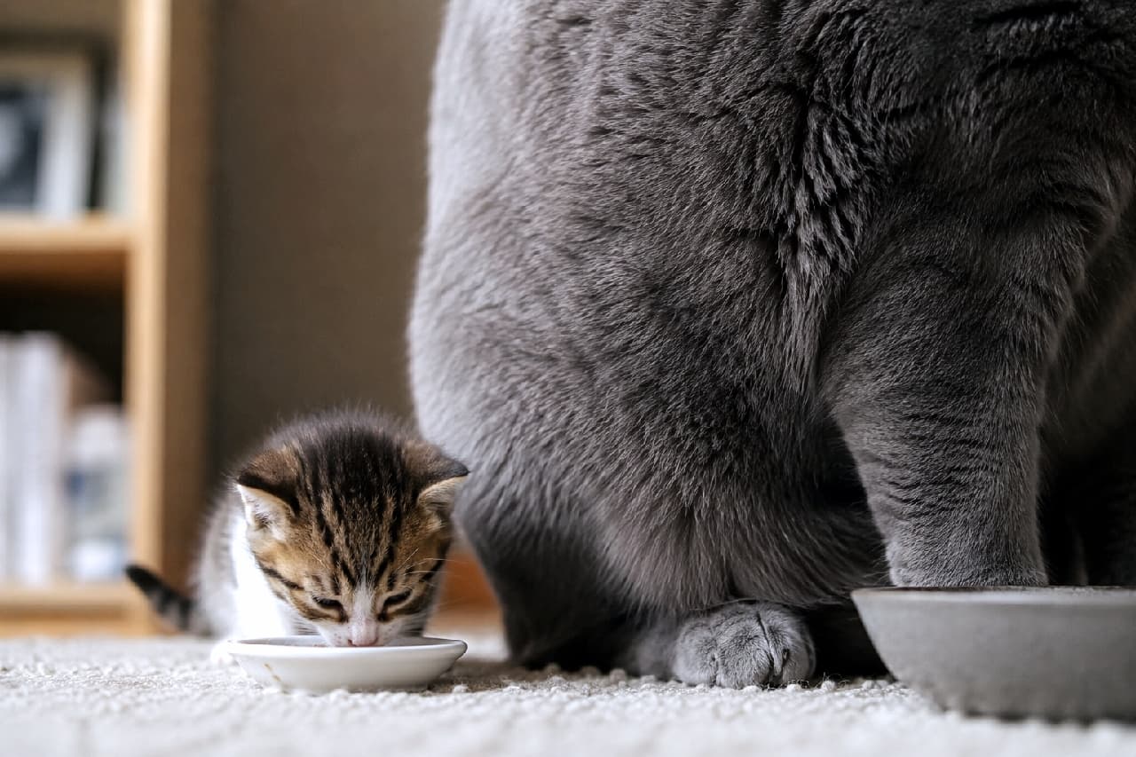 「もはやビルとミニカーのサイズ差…!巨大なグレーの「壁」の隣で、ちょこんともぐもぐ頑張るキジ白ちゃん🥺💕 #サイズ差 #ギャップ萌え」An ultra-realistic high-quality photograph from an extreme low-angle perspective. The frame is dominated by the massive grey furry side and paw of a giant British Shorthair cat, contrasting sharply with a tiny brown tabby-and-white kitten dining from a miniature white saucer on a soft beige carpet. ふわふわとしたベージュの絨毯の上で、画面右側を大きく占める巨大なグレー猫の胴体と足。そのすぐ隣、画面左側の白い小皿に寄り添うようにして一生懸命に食事をする、非常に小さなキジ白の子猫を床近くの超ローアングルから捉えた写真。圧倒的なサイズ差と肉厚なグレーの毛並みがド迫力の一枚