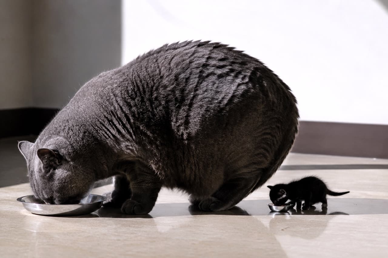 「光と影が描く、驚異のサイズ比!大きなグレー先輩と、影に隠れた極小黒猫ちゃんの世界線✨🖤 #黒猫 #もぐもぐ」An ultra-realistic high-quality photograph with dramatic natural lighting. A massive, muscular solid gray cat and a micro-sized solid black kitten eat from stainless steel bowls, casting long, elegant shadows across the bright marble floor. 明るい大理石調の床に強い日差しが差し込む中、左側に佇む大きなグレーの成猫がステンレスボウルから、そして右側にポツンと座る極小の黒猫の子猫が小さなボウルから食事をしている写真。美しい逆光線が猫たちの影を床に長く伸ばす、スタイリッシュな構図