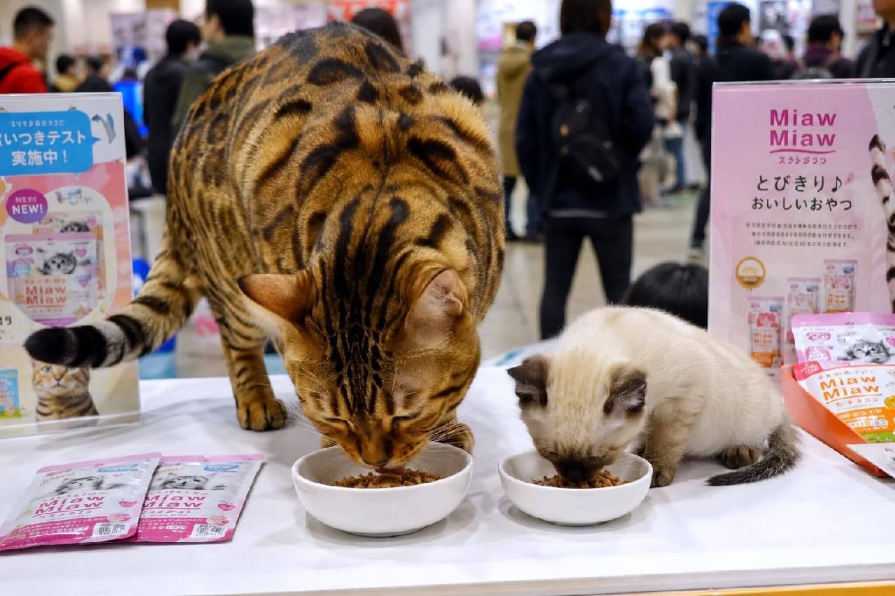 「賑やかなイベントでも食欲全開!豹柄のベンガル先輩と、お耳が黒いシャム風ベイビーの仲良し試食会タイム😋🐾 #ベンガル #シャム猫 #もぐもぐ」An ultra-realistic high-quality photograph captured at a pet expo, showcasing a massive, athletic Bengal cat with distinct rosette patterns and an incredibly tiny, cream-colored Siamese-pointed kitten eating side by side from white bowls on a clean white table. Colourful product packages and blurred crowds in the background create a lively promotional setting. にぎやかなペットイベントの展示台の上で、美しいロゼット模様(豹柄)を持つ大柄で筋肉質なベンガル成猫と、クリーム色の体に焦げ茶のポイントが入った極小のシャム風子猫が並んで食事をしている写真。手前には「Miaw Miaw」のキャットフードパッケージが並び、背景にはブースを訪れる人々がぼやけて写る、活気あふれるプロモーション風の1枚