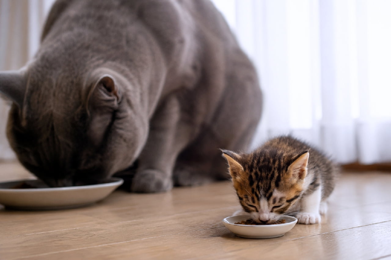 「「ぼく、いっぱい食べて大きくなるよ!」元気にもぐもぐするキジトラちゃんと、後ろでドッシリ構えるグレー先輩 #子猫 #成長記録」An ultra-realistic high-quality photograph featuring a selective focus on a tiny brown tabby-and-white kitten in the foreground eating from a small saucer. In the soft, blurred background sits a massive gray British Shorthair cat, creating a beautiful shallow depth of field that emphasizes the kitten's delicate features on a wooden floor. 明るい木目のフローリングで、手前に写る小さなキジトラ子猫にピントを合わせ、奥の大きなグレーのブリティッシュショートヘアを柔らかくぼかしたポートレート調の一枚。子猫が小さな白い小皿から夢中でフードを食べる表情をクローズアップし、後ろで見守るような成猫の圧倒的な体格感を際立たせた構図