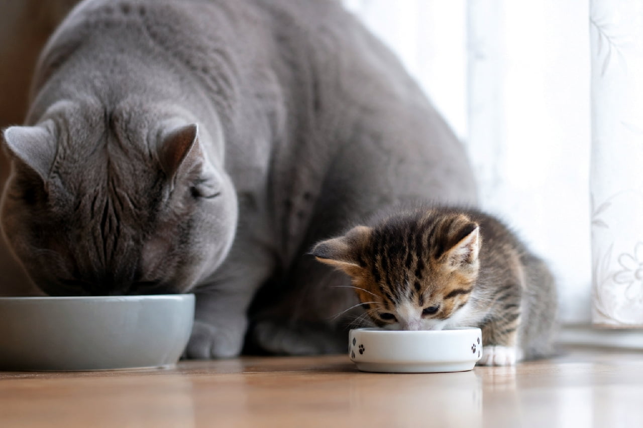「窓辺からの優しい光。グレーの優しい先輩猫さんと、小さなキジトラちゃんの一番心地よいもぐもぐ時間🌤✨ #猫のいる生活 #窓辺」An ultra-realistic high-quality photograph near a bright window with sheer white curtains. A large gray British Shorthair cat and a tiny brown tabby kitten are dining side by side. Warm, soft natural light illuminates the scene, highlighting the kitten eating from a white bowl decorated with paw prints. 白いレースカーテンから柔らかな自然光が差し込む窓辺で、大きなグレーのブリティッシュショートヘアと、小さなキジトラ(ブラウンタビー)の子猫が床に並んで食事をしています。大きなグレーの背中と、肉球模様が施された白い小皿から一生懸命に食べる子猫のコントラストが、淡く優しいトーンで描かれた一枚