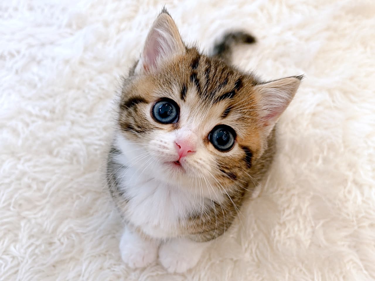 「「ねえねえ、遊んで？」🐾✨反則級のウルウル上目遣いにキュン死確定💘 #キジ白 #ハチワレ #子猫のいる生活 #子猫 #ねこ部」Ultra-realistic high-quality photograph of a tiny brown tabby and white bicolor short-legged Munchkin kitten under 8 weeks old, sitting on a fluffy white shag rug and looking up directly at the camera with large, pleading, expressive dark eyes. ふかふかの白いシャギーラグの上にちょこんと座り、真っ直ぐな上目遣いで見つめる生後8週未満のキジ白（ブラウンタビー＆ホワイト）のマンチカンの子猫。鼻筋から胸元、前足にかけての美しいハチワレ模様の白抜けと、こぼれ落ちそうなほど大きく潤んだ黒目がちな瞳が、保護欲を強く掻き立てます