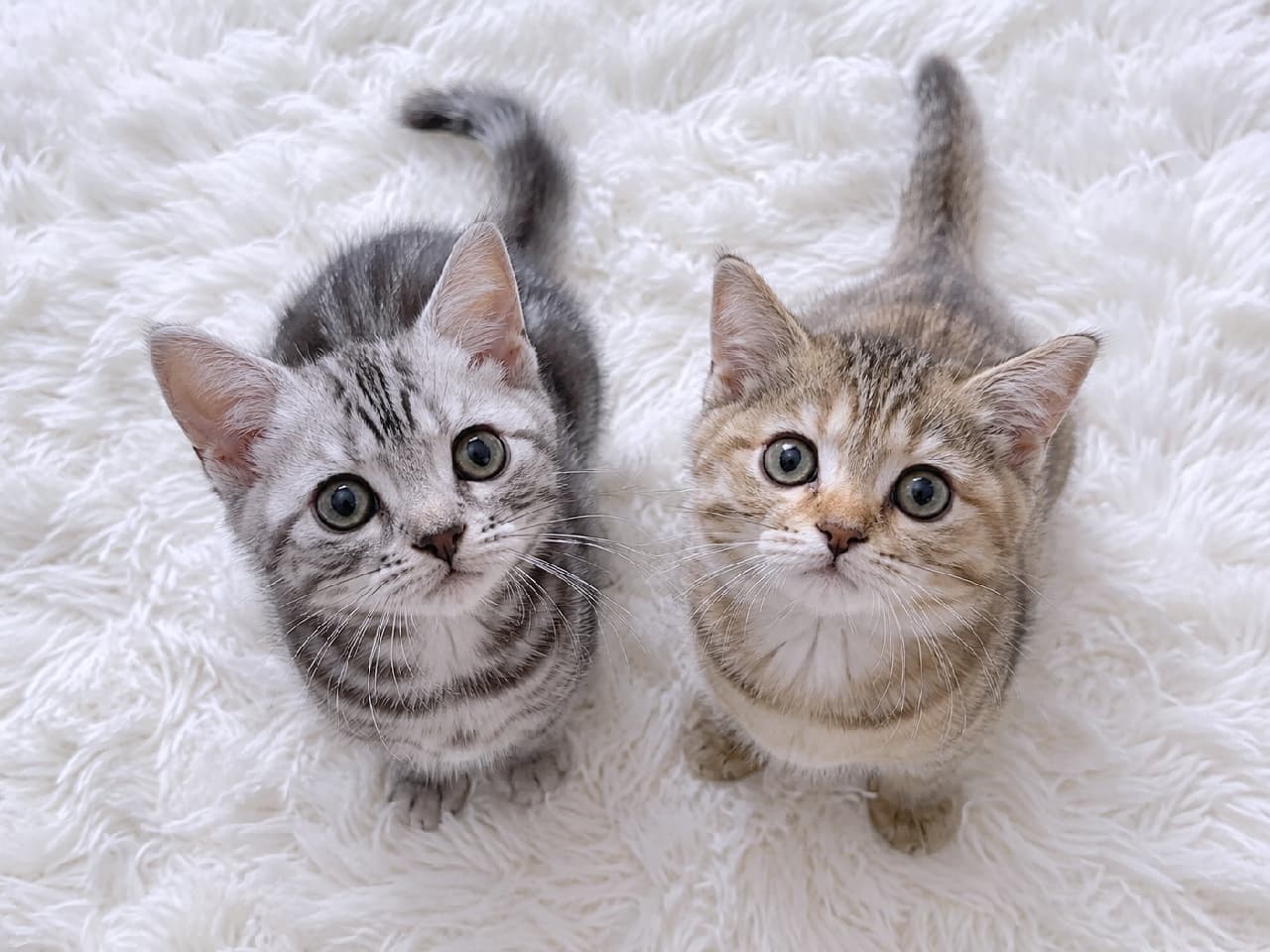 「アメショちゃんと短足マンチカンちゃんの奇跡のシンクロ🐾✨このうるうる瞳で見上げられたら、もう何でもしてあげたくなっちゃう🥺 #アメリカンショートヘア #マンチカン #子猫 #子猫のいる生活 #ねこ部 #猫好き #にゃんだふるらいふ #子猫のいる暮らし #にゃんすたぐらむ #子猫」Ultra-realistic high-quality high-angle photograph of two 6-week-old kittens, a silver tabby American Shorthair and a short-legged brown tabby Munchkin, standing side-by-side on a fluffy white rug. Both are looking straight up with identical wide, imploring, glossy eyes, creating a highly coordinated and powerful upward look. ふわふわの白いシャギーラグの上でお行儀よく並び、見事にシンクロした上目遣いを見せる生後6週のアメリカンショートヘアとマンチカンの子猫2匹。左は凛とした模様が美しいシルバータビーのアメショ、右は短い足が愛らしいブラウンタビーのマンチカンで、どちらもうるうると懇願するような大きく丸い瞳が印象的な俯瞰ショット