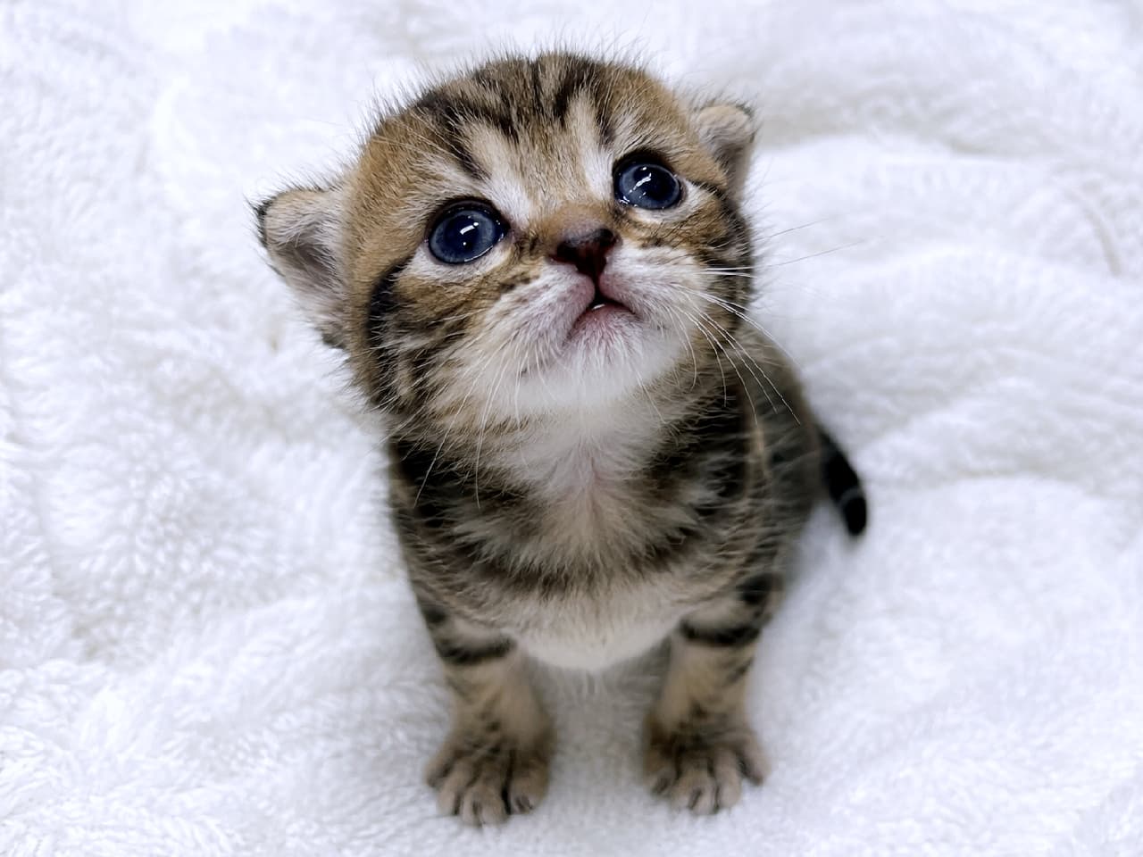 「おててを揃えて何をおねだり？🐾💕ブラウンタビーちゃんのウルウルな瞳で見つめられると、何でも許しちゃいそうです…！ #キジトラ #子猫 #おねだり猫 #子猫のいる生活 #ねこ部 #子猫のいる生活 #ねこ部 #猫好き #にゃんだふるらいふ #子猫のいる暮らし #にゃんすたぐらむ #子猫」Ultra-realistic high-quality photograph of a brown tabby kitten under 8 weeks old, sitting neatly on a plush white shaggy rug. The kitten has beautiful, intricate stripes and exceptionally large, expressive eyes directed straight upward. The high-angle shot perfectly captures the kitten's innocent curiosity and adventurous spirit. ふかふかの真っ白なシャギーラグの上で、前足を揃えてちょこんとお座りをする生後8週未満のブラウンタビーの子猫。野生味あふれる美しい縞模様と、顔の半分を占めるほど大きな瞳が印象的です。真上を見つめるその表情からは、世界を探索しようとする純粋な好奇心が溢れています
