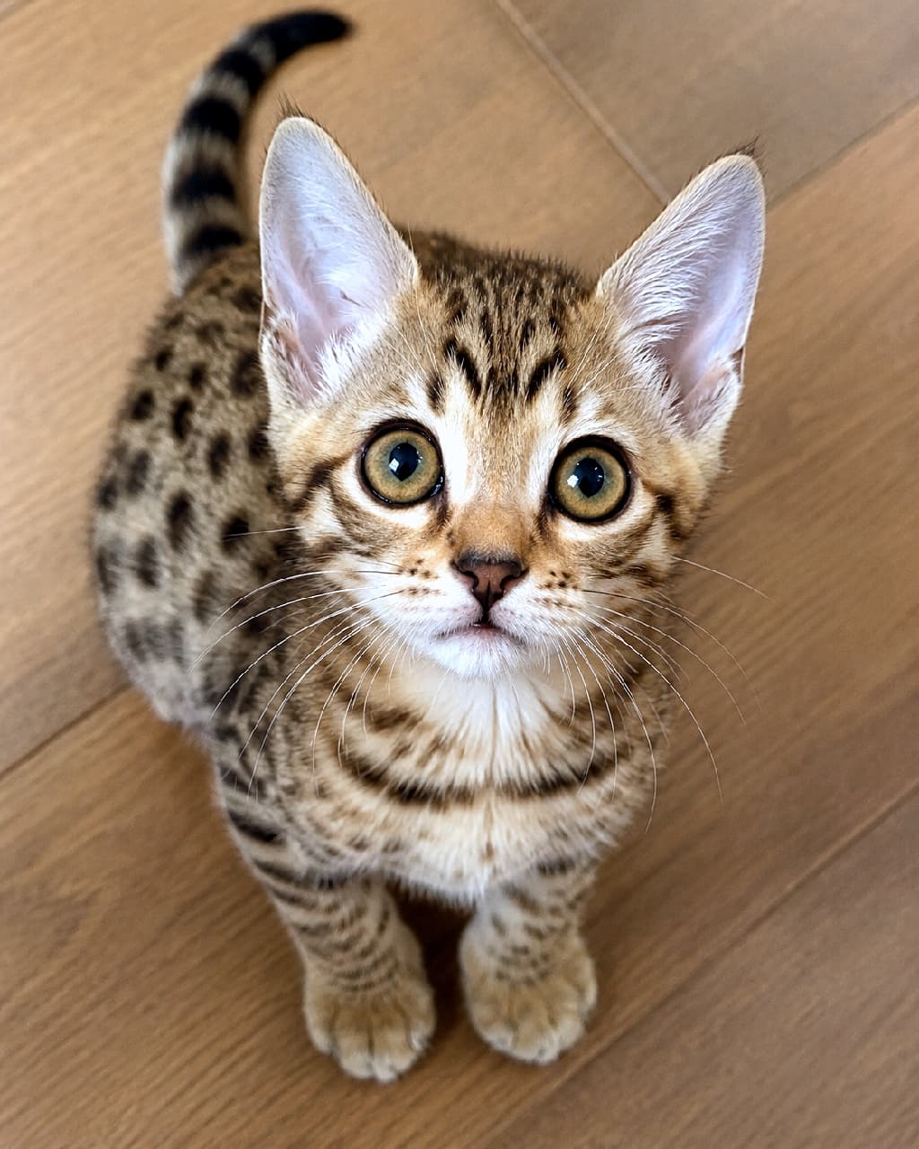 「小さなヒョウ柄ベビーがお家を探検中🐾✨ワイルドな模様とあどけないお顔のギャップ萌えです💘 #オシキャット #ヒョウ柄 #子猫のいる暮らし #子猫のいる生活 #ねこ部 #猫好き #にゃんだふるらいふ #子猫のいる暮らし #にゃんすたぐらむ #子猫」Ultra-realistic high-quality photograph of an Ocicat kitten under 8 weeks old with a striking brown spotted tabby coat and large yellow-green eyes, looking up attentively while sitting on a natural wooden floor. ナチュラルな木目のフローリングの上に座り、真っ直ぐな上目遣いを向ける生後8週未満のオシキャットの子猫。野生的な魅力を持つブラウンスポッテッドタビー（ヒョウ柄）の滑らかな被毛と、好奇心旺盛に輝く大きなイエローグリーンの瞳が、温かみのある背景の中で際立っています