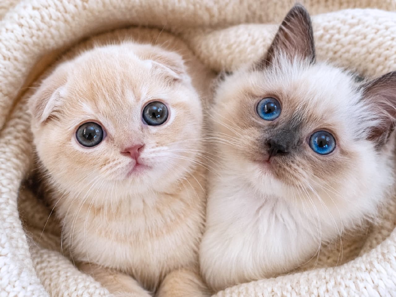 「ぬくぬくおくるみタイム🍼🧶折れ耳ちゃんとブルーの瞳に見つめられて、心までポカポカです🥰 #スコティッシュフォールド #ラグドール #子猫のいる生活 #ねこ部 #猫好き #にゃんだふるらいふ #子猫のいる暮らし #にゃんすたぐらむ #子猫」Ultra-realistic high-quality photograph of two kittens under 8 weeks old snuggled tightly together, swaddled inside a chunky cream knit blanket. On the left is a cream-colored Scottish Fold kitten with folded ears, and on the right is a Ragdoll kitten with striking blue eyes, both looking directly up. ざっくりとしたクリーム色のチャンキーニットのおくるみに2匹寄り添ってすっぽり包まれ、上目遣いをする生後8週未満の子猫。左は折れ耳が愛らしい淡いクリーム色のスコティッシュフォールド、右は宝石のように澄んだブルーの瞳を持つラグドール