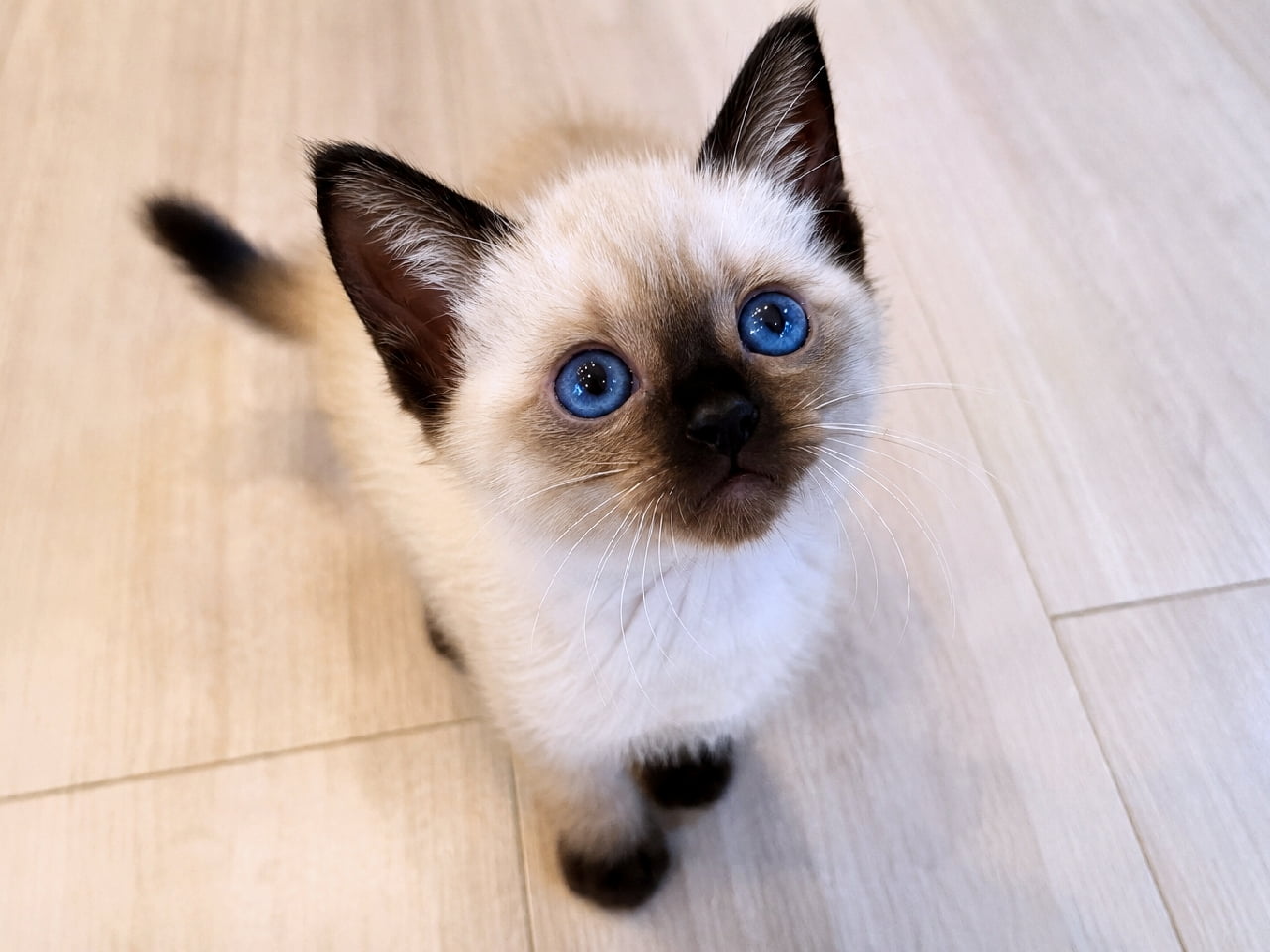 「何か見つけた？👀💎サファイアみたいな青い瞳から目が離せない✨ #シャム猫 #子猫 #猫のいる暮らし」Ultra-realistic high-quality photograph of an elegant Siamese kitten under 8 weeks old with striking seal point coloration and vivid blue eyes, tilting its head and looking up while sitting on a light wooden floor. 明るい木目のフローリングに佇み、少し首を傾げながら見上げてくる生後8週未満のシャムの子猫。耳、顔の中心、足先、尻尾の鮮やかなシールポイント（濃褐色）と、宝石のように澄んだブルーの瞳のコントラストが息を呑むほど美しく、上品な光が被毛の質感を捉えています