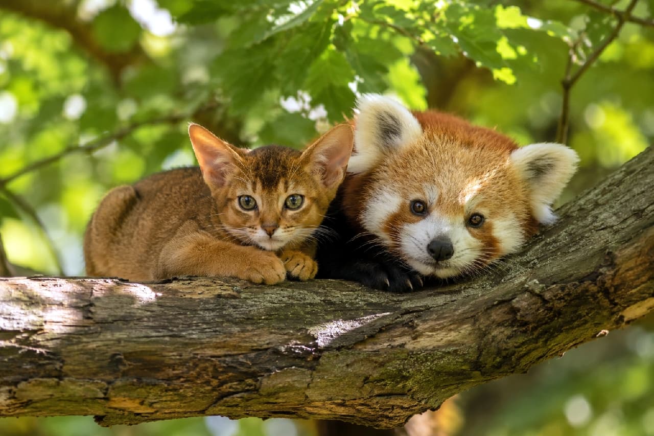 「木の上の秘密基地でお昼寝タイム🌿🐾アビシニアン子猫ちゃんとレッサーパンダくんのシンクロ顔に癒やされ度100%超え！」Ultra-realistic high-quality photograph of a slender Abyssinian kitten with large ears and a fluffy red panda cub resting side-by-side on a thick mossy tree branch, shaded by lush green leaves. 新緑の木漏れ日が美しく差し込む大きな苔むした木の枝の上で、大きな耳と美しいビングカラーの被毛が特徴的なアビシニアンの子猫と、愛くるしい白茶の顔立ちをしたレッサーパンダの赤ちゃんが、お互いに胸をつけて並んでくつろいでいる微笑ましい写真