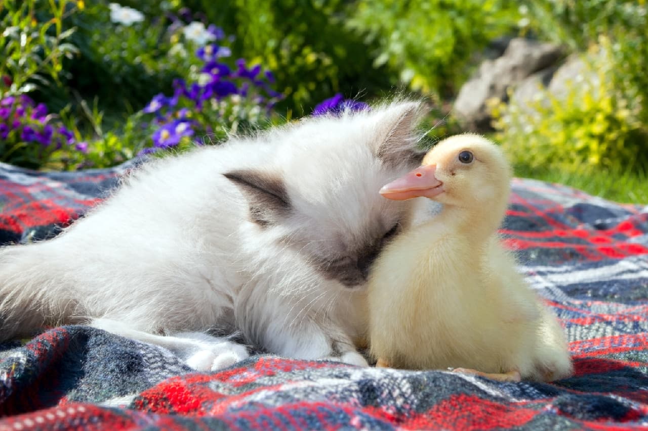 「お庭でピクニック気分なお友達🌼バーマンの子猫ちゃんがアヒルのヒナにそっと寄り添う、優しさ溢れるピュアな瞬間に胸キュン！」Ultra-realistic high-quality photograph of a fluffy Birman kitten gently leaning its head against a bright yellow duckling, sitting together on a red and blue plaid picnic blanket in a sunny garden background. 豊かな緑の芝生と紫の花が咲くお庭の背景の中、赤と青の伝統的なチェック柄のピクニックブランケットの上で、シールポイントの美しい長毛を持つバーマンの子猫が、隣にちょこんと座る鮮やかな黄色いアヒルのヒナの頭へ優しく顔を寄せ、目を細めているのどかな昼下がりの写真