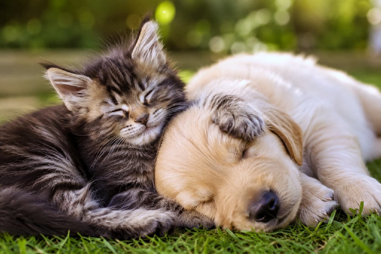 「お外の芝生でお昼寝タイム🐾子犬ちゃんの頭にそっと添えた前足が優しさMAXで泣ける…😭💚 #メインクーン #レトリバー」Ultra-realistic high-quality photograph of a long-haired brown tabby Maine Coon kitten sleeping side-by-side with a golden retriever puppy on lush green grass under soft, dappled forest sunlight. 美しく手入れされた緑の芝生の上で、並んで気持ちよさそうに目を閉じて眠る、耳の飾り毛（タフト）と見事なブラウンタビ―の長毛が特徴的なメインクーン風の子猫と、子猫の体に枕にするようにして頭を預けるゴールデンレトリバーの赤ちゃん犬。優しい木漏れ日が降り注ぐ屋外の描写