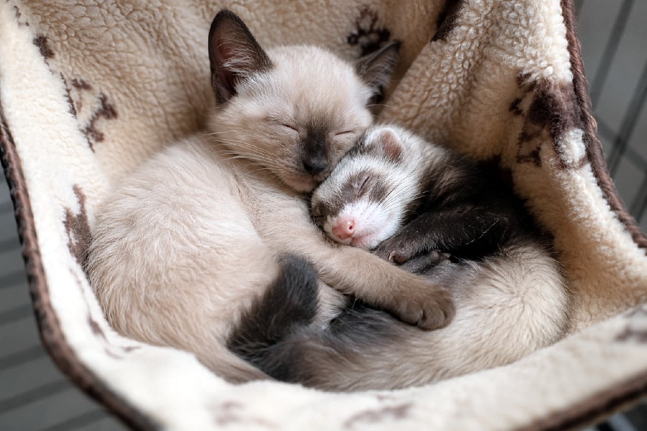 「ハンモックの中でぎゅーっ💕シャム風子猫ちゃんとフェレットくんのすやすや睡眠中。この丸まり具合、尊すぎませんか…？😭✨」Ultra-realistic high-quality photograph of a seal-point Siamese-style kitten and a sable ferret sleeping soundly, curled up together inside a cozy, fleece-lined hammock. フリース素材の柔らかなボアのハンモックベッドの中で、顔や耳、前足に濃い焦げ茶色のポイントカラーがあるシャム風の子猫と、セーブルカラーのフェレットの赤ちゃんが、お互いに体を丸めて抱き合うようにして幸せそうに目を閉じて熟睡しているクローズアップ写真