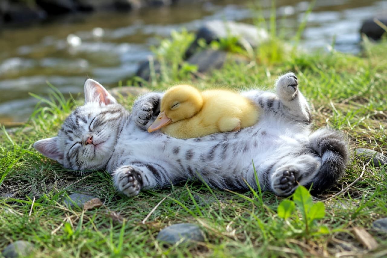「世界一かわいい「へそ天ベッド」へようこそ💛アヒルの赤ちゃんと一緒におやすみタイム💤 #猫のいる暮らし #バズ」Ultra-realistic high-quality photograph of a silver tabby American Shorthair kitten sleeping on its back on green grass by a sunlit riverbank, with a tiny bright yellow duckling resting asleep on its white belly under gentle natural daylight. キラキラと光る水面と丸石が見える自然豊かな川辺の緑の草の上で、お腹を上にして無防備な仰向け（へそ天）ポーズで爆睡するシルバータビ―のアメリカンショートヘア子猫。その白いお腹の上で、ちょこんと丸くなって目を閉じている鮮やかな黄色の小さなアヒルの赤ちゃん。初夏の爽やかな自然光に包まれたお昼寝風景