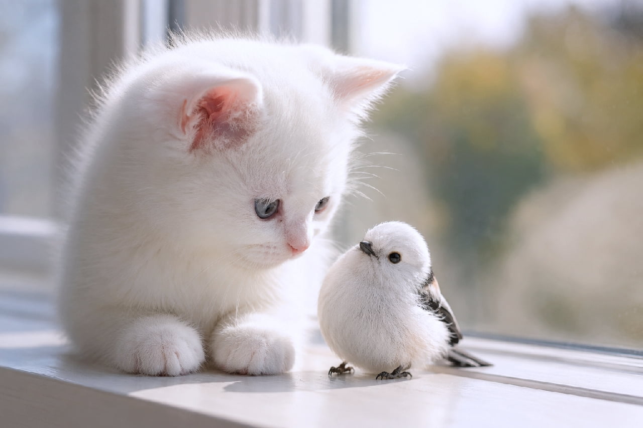 「窓辺で見つめ合う、ふたつの「雪の妖精」❄️✨白猫子猫ちゃんとシマエナガちゃんの奇跡の出会いに、一瞬で心が洗われちゃう❤️」Ultra-realistic high-quality photograph of a fluffy, pure white kitten with clear blue eyes lying on a bright white windowsill, staring gently and curiously at a tiny, round white long-tailed tit bird sitting right in front of it. 柔らかな自然光が差し込む白い窓辺の上で、澄んだブルーの瞳をした真っ白でふわふわな子猫が伏せの姿勢をとり、そのすぐ目の前でちょこんと佇む真っ白で丸いシマエナガを、優しく興味深そうにじっと見つめ合っている、透明感に満ちた超リアルな写真