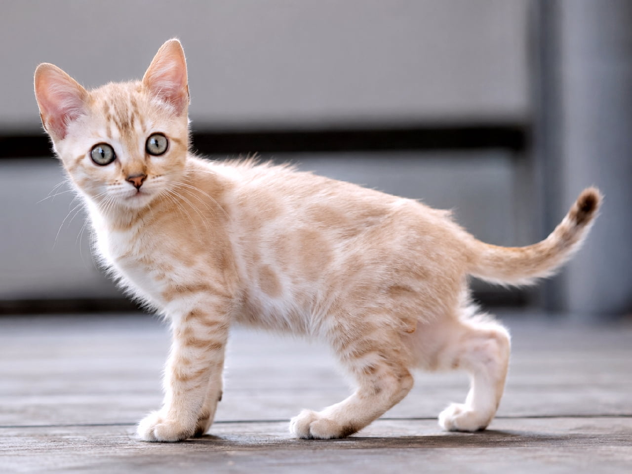「今日はどこを探検しようかな？🗺️✨元気いっぱいのオーストラリアンミストの子猫ちゃん、好奇心がキラキラ溢れてるニャ🐾💛」Ultra-realistic high-quality photograph of a lively Australian Mist kitten standing on a gray wooden deck. Its pale apricot coat displays soft spotted tabby patterns typical of the breed. With large, clear pale green eyes and perked-up whiskers, it looks fully alert and adventurous. グレーのウッドデッキの上で、何かを見つけて立ち止まるオーストラリアンミストの子猫。淡いアプリコットカラーの被毛には、子猫らしい柔らかなスポット（斑点）模様が浮かんでいる。大きく澄んだ淡いグリーンの瞳と、ピンと張ったヒゲから、好奇心と活力が伝わってくる