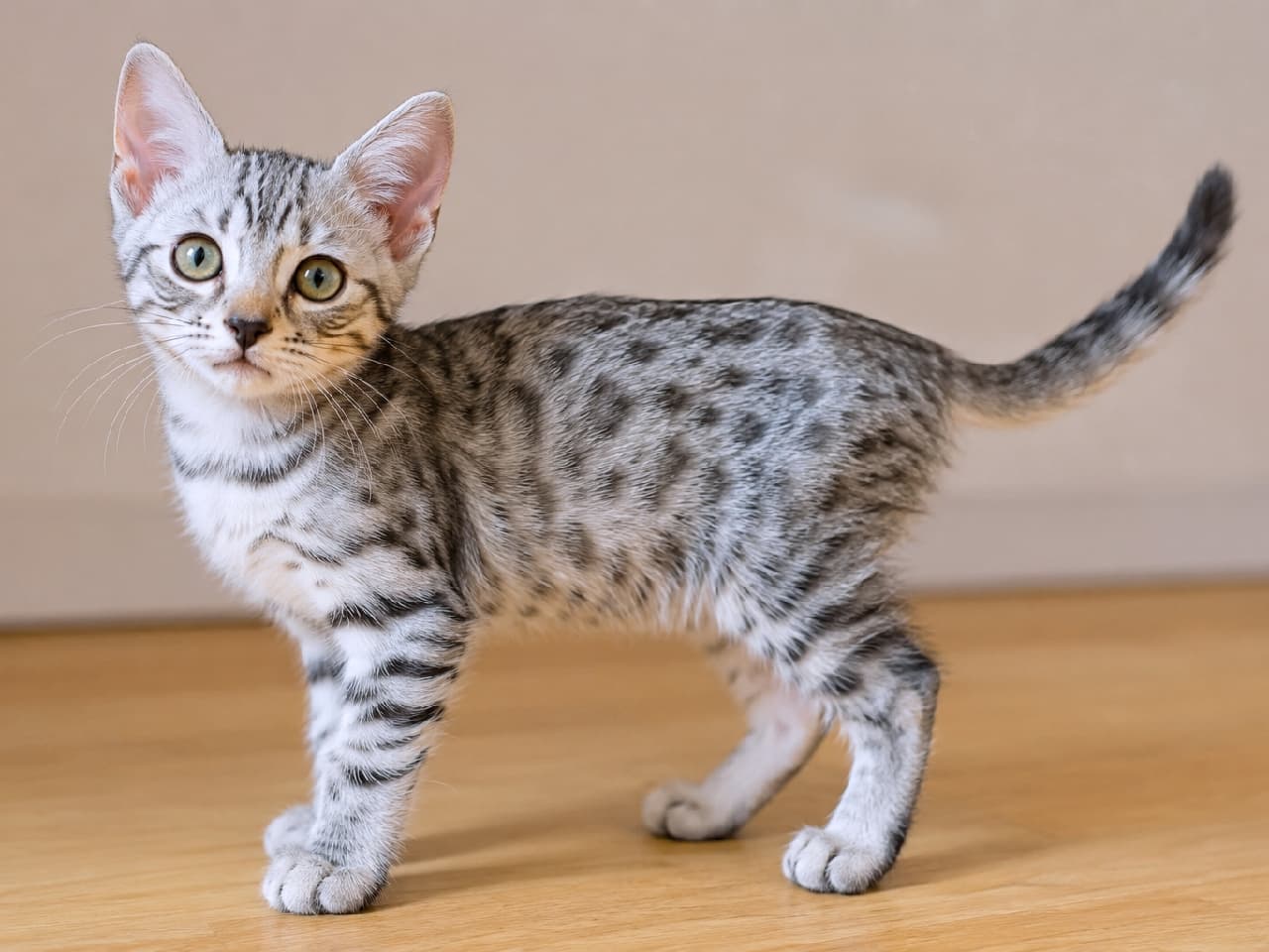 「しっぽをピンと立てて準備完了！カリフォルニアスパングルドの銀色子猫ちゃん、好奇心マックスだニャ！銀豹🐾💖」Ultra-realistic high-quality photograph of a playful California Spangled kitten standing on a light wooden floor with its tail raised high. Its silver coat displays clear, beautiful spotted tabby patterns and striped legs. Gazing with large, shining eyes full of curiosity. 明るい木目のフローリングの上で、ピンと尻尾を立てて立つカリフォルニアスパングルドの子猫。シルバーの被毛には美しい斑点模様が広がり、前脚のストライプも鮮やか。大きな瞳を輝かせ、興味津々な表情でこちらを見つめる姿が愛くるしい