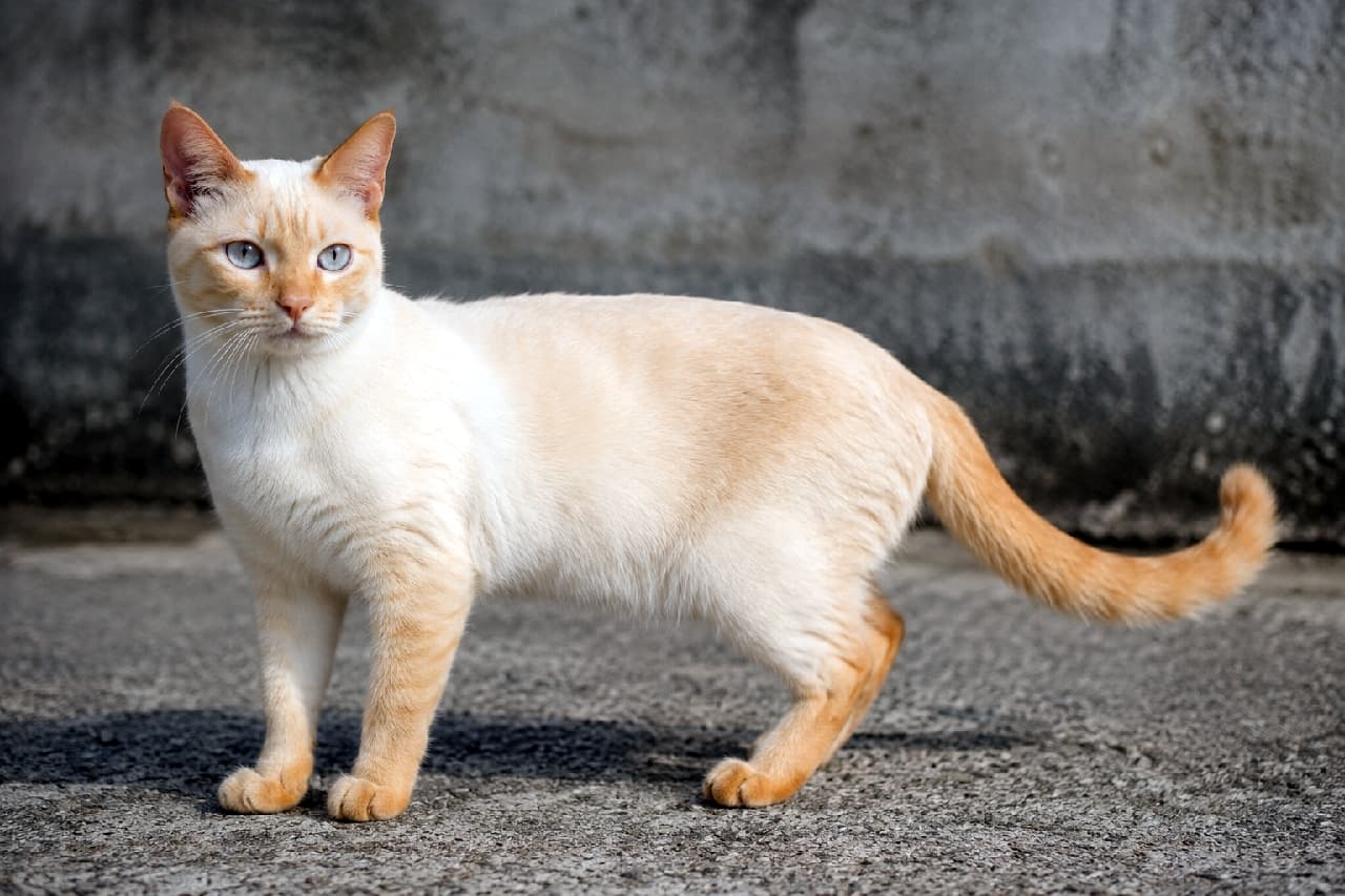 「凛とした横顔にクラクラ！☀️ カラーポイントショートヘアの成猫さんが、ジンジャー色のポイントを輝かせて、遠くを見つめているニャン！🐈」Ultra-realistic high-quality photograph of an adult Colorpoint Shorthair cat standing in front of an outdoor concrete wall. Covered in bright cream-colored fur, with distinct ginger points on the ears, legs, and tail. Looking towards the left with sharp blue eyes in a dignified profile pose. Under natural light, the texture of the coat is palpable. 屋外のコンクリートの壁の前に立つ、カラーポイントショートヘアの成猫。全身が明るいクリーム色の被毛で、耳、足、尻尾にははっきりとしたジンジャー（赤褐色）のポイントカラーがある。鋭い青色の瞳で左側を見つめる、凛とした横顔のポーズ。自然光の下、被毛の質感が感じられる