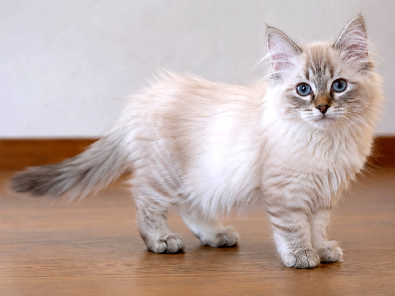 「穏やかな青い瞳に吸い込まれる！❄️ ジャバニーズの子猫ちゃんが、あどけない表情でこっちを見てるニャン！💖」Ultra-realistic high-quality photograph of a young Javanese kitten standing on bright flooring indoors. Covered in fluffy light gray based lynx point (tabby point) fur. Looking steadily at the camera with large blue eyes and a calm, innocent expression. The tail is slightly blurred. 室内で、明るいフローリングの上に立つ、ジャバニーズの子猫。全身がふわふわしたライトグレーを基調としたリンクスポイント（タビーポイント）の被毛に覆われている。大きな青色の瞳でカメラをじっと見つめる、穏やかであどけない表情。尻尾は少しぼけている