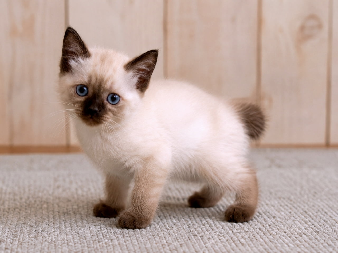 「静かなお部屋でちょこん。小さなトイボブの子猫ちゃんが見つめてくる幸せ空間…💖🍼」Ultra-realistic high-quality photograph of a tiny Toybob kitten standing on a soft gray carpet against a natural wooden wall. Covered in soft cream fur with brown point markings on its face, ears, and small paws. Looking directly at the camera with large innocent blue eyes and a characteristic short bobtail. ナチュラルな木目調の壁とグレーのカーペットの上で佇む、トイボブの愛らしい子猫。やわらかなクリーム色の毛並みに、顔と耳、小さな足にブラウンのポイントカラーが入っている。大きな青い瞳であどけなくカメラを見つめ、チョコンと生えた短く丸い尻尾がかわいらしさを際立たせている