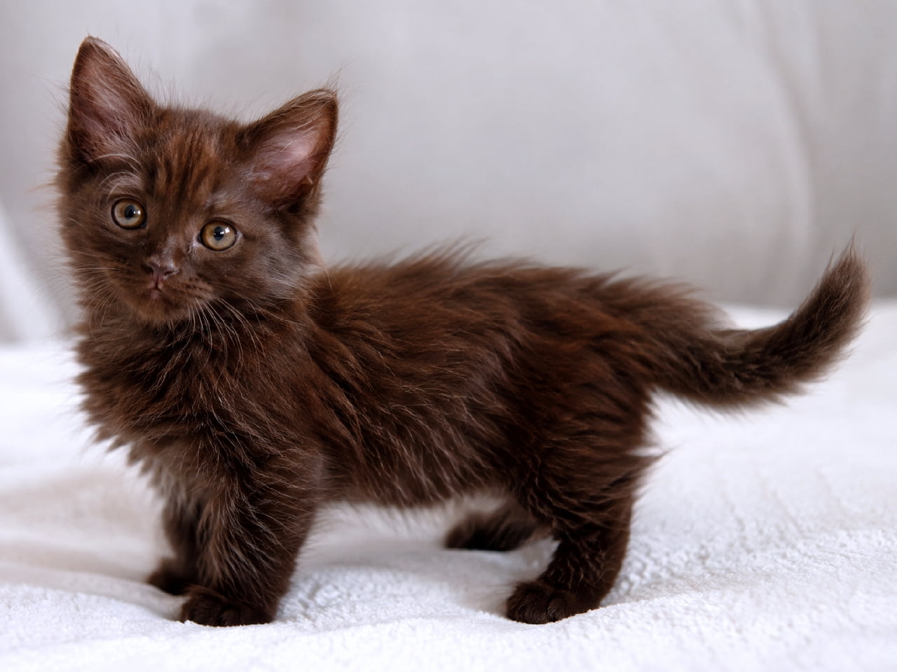 「溶けちゃいそうなチョコレート色！🍫 ヨークチョコレートの子猫ちゃんが、あどけないポーズでこっちを見てるニャン！💖」Ultra-realistic high-quality photograph of a York Chocolate kitten standing on a soft white plush blanket. The kitten is covered in deep chocolate-brown semi-longhair, looking directly at the camera with large golden eyes. Standing firmly on small paws with its tail slightly raised, in an innocent pose. The background is softly blurred. 柔らかい白いぬいぐるみのブランケットの上に立つ、ヨークチョコレートの子猫。全身が深みのあるチョコレートブラウンのセミロングヘアで覆われ、大きな金色の瞳でじっとカメラを見つめている。小さな足でしっかり立ち、尻尾を少し立てた、あどけないポーズ。背景は優しくぼけている