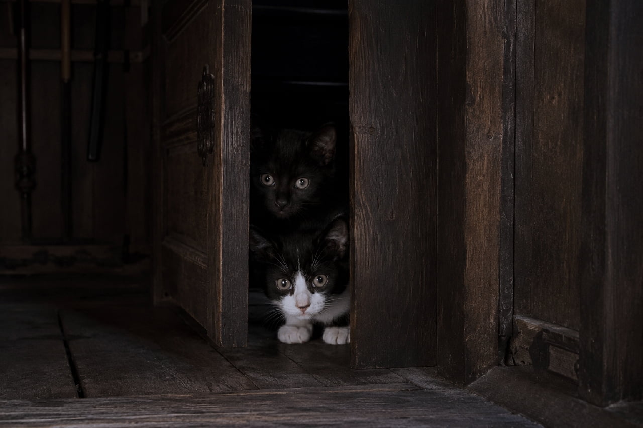 「だれか来たニャ…？|ω・`) 木の扉から「ひょっこり」顔を出す隠れんぼコンビ！ #チラ見猫 #ひょっこり」Ultra-realistic high-quality photograph of two adorable kittens—one solid black and one tuxedo—curiously peeking through the narrow opening of a heavy rustic ancient wooden door in dark warm lighting. 重厚な木目を持つ古い暗い蔵の木製引き戸のすき間から、好奇心と警戒心を持って外を覗き込む2匹の仔猫。上がつぶらな丸い瞳を持つ漆黒の黒猫、下が白と黒の鮮やかなコントラストが特徴的なハチワレ猫。暗闇の中から光る愛くるしい瞳と、小さな白い前足が光り、ドラマチックな陰影が漂うノスタルジックな情景