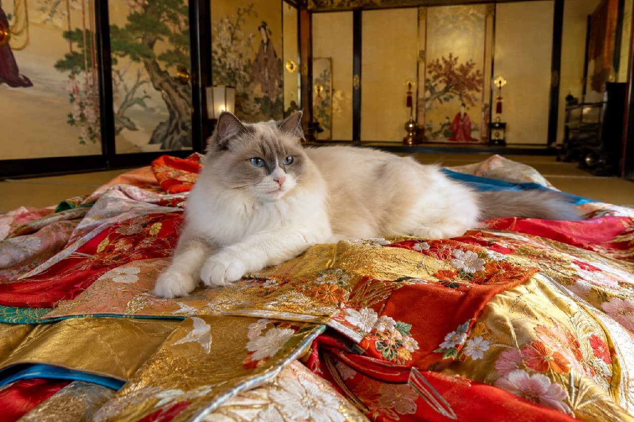 「高貴すぎるお猫様、ここに君臨…✨👑 十二単のふかふか感がお気に入りのご様子ニャ💕 #高貴な猫 #猫は神様」Ultra-realistic high-quality photograph of a majestic Ragdoll cat with striking sapphire blue eyes gracefully lounging on luxurious golden and red silk kimonos inside a grand ancient Japanese palace room. 平安時代の宮廷風の豪華な部屋で、重厚で美しい金糸の刺繍が施された朱色や金色の十二単（着物）の上に優雅に寝そべるラグドール。絹のように滑らかなオフホワイトとグレーの長毛被毛を持ち、サファイアブルーの大きな瞳で静かに佇む。背景には金色に輝く障子や障壁画が広がり、高貴で品格あふれる光が全体を包む情景