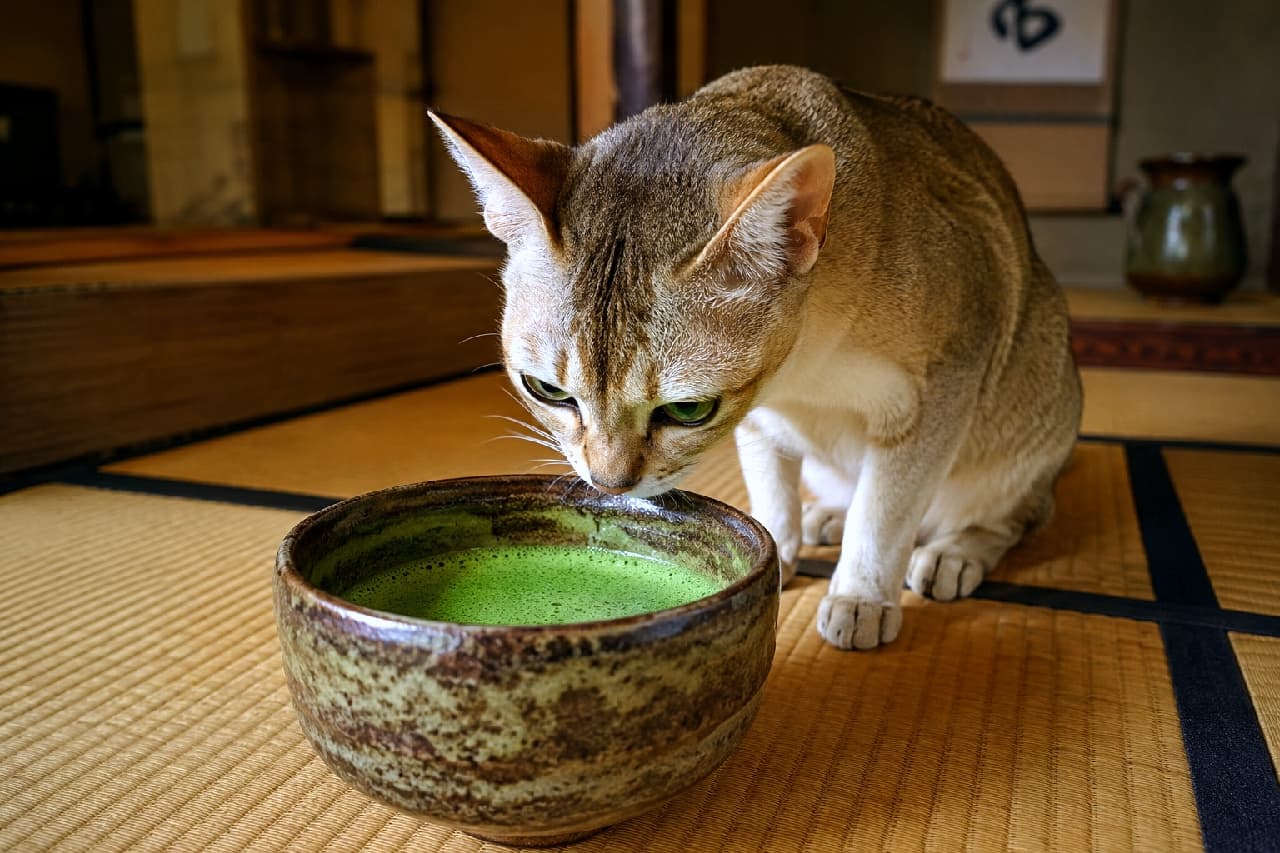 「「結構なお点前でニャ…🍵」抹茶の深い香りに思わずうっとりなお茶会猫ちゃん！ #お茶会 #和の心」Ultra-realistic high-quality photograph of a young Singapura cat with glowing green eyes curiously sniffing a bowl of freshly whisked green matcha tea inside a serene traditional Japanese tea ceremony room. 質素で静寂な茶室の畳の上で、和陶器の茶碗に注がれた深い緑色の抹茶に顔を近づけて静かに匂いを嗅ぐシンガプーラの若猫。ゴールドとブラウンが入り混じる美しいティッキング毛並みと、エメラルドグリーンの鋭くも美しい瞳を持つ。背景には柔らかな木漏れ日と掛け軸が飾られ、和の「侘び寂び」と凛とした静けさが広がる情景