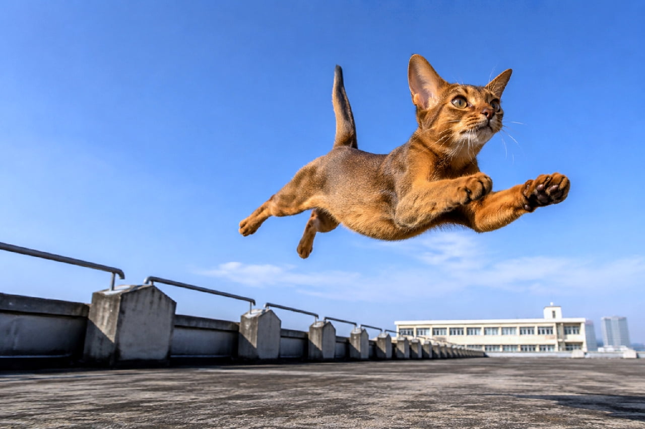 「躍動感1000%!!ポーズ完璧なニャンコジャンプ!青空に向かって飛翔する姿に元気をもらおうスピード感爽快!✨💨」An ultra-realistic high-quality photograph capturing a ruddy Abyssinian cat leaping dynamically through the air on a rooftop under a bright blue sky, with detailed golden-brown ticked coat and stretched paws in mid-action. 抜けるような青空と学校の屋上を背景に、全身をいっぱいに伸ばして空中をダイナミックに飛躍するアビシニアンの猫。赤褐色の艶やかな被毛が太陽光を浴びて黄金色に輝き、躍動感あふれる一瞬をハイスピード撮影で捉えた高画質写真