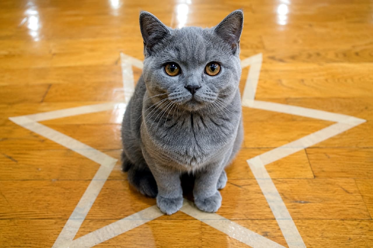「魔法陣…じゃなくて星マークのセンターをしっかりキープ!⭐まんまる瞳のグレー猫ちゃんが可愛すぎるニャ🐾」An ultra-realistic high-quality photograph of a blue British Shorthair cat with plush gray fur and striking copper eyes, sitting precisely in the center of a white star outline on a polished wooden floor. ピカピカに磨かれた木目調の床に描かれた大きな白い星マークの真ん中に座るブリティッシュショートヘア。密度が高くベルベットのようなブルーグレーの毛並みと、丸く美しいアンバー色の瞳でまっすぐカメラを見つめています