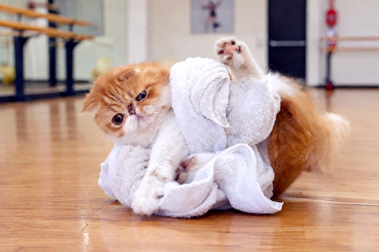 「タオルと格闘中ニャ!🐾ダンスレッスンより遊ぶのに夢中なエキゾチックちゃんにキュン♡肉球見せてアピール✨」An ultra-realistic high-quality photograph of a playful red and white Exotic Shorthair kitten tangled in a white towel on a polished dance studio floor, raising its paw and showcasing its adorable flat face and expressive round eyes. 明るいダンススタジオの木製フローリングの上で、白いタオルに体をからませながら元気に遊ぶレッド&ホワイトのエキゾチックショートヘアの子猫。愛くるしいつぶれたお顔と大きな丸いアンバーの瞳、ピーンと上がった前脚や肉球、ふわふわの被毛が躍動感たっぷりに描写されています