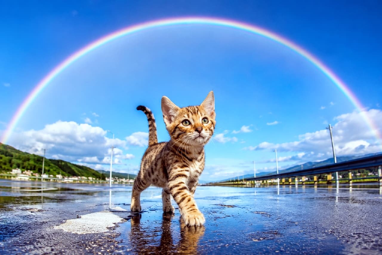 「雨上がりの空に大きな虹が出たニャ!🌈✨ 水たまりを踏みしめて新しい冒険へ出発🐾 #虹と猫 #オシキャット子猫 #希望の光 #冒険の始まり」Ultra-realistic high-quality photograph of an Ocicat kitten walking confidently on a wet road with clear reflections under a brilliant, wide-arch rainbow spanning a bright blue sky. 雨上がりの濡れたアスファルトの上を、大空に架かる大きな七色の虹に向かって元気に歩くオシキャットの子猫。広角ローアングル構図により路面の水たまりへの映り込みと青空の虹がダイナミックに広がり、子猫の好奇心に満ちた表情と美しい毛並みが際立っています