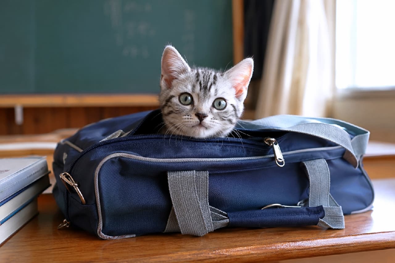 「一緒にお勉強行くニャ!🎒バッグからひょっこり顔を出すサバトラちゃんが反則級のかわいさ✨一緒に登校したい!」An ultra-realistic high-quality photograph of a cute silver tabby kitten peeking out from inside a navy school bag on a classroom wooden desk, featuring defined stripes and curious wide eyes. 室の木製デスクの上に置かれたネイビーのスクールバッグの中から、ひょっこりと顔と大きな耳を出してこちらを見つめるサバトラの子猫。くっきりとした美しい縞模様と透明感のある大きな瞳、背景の黒板や教科書が甘酸っぱい学校の雰囲気を引き立てています