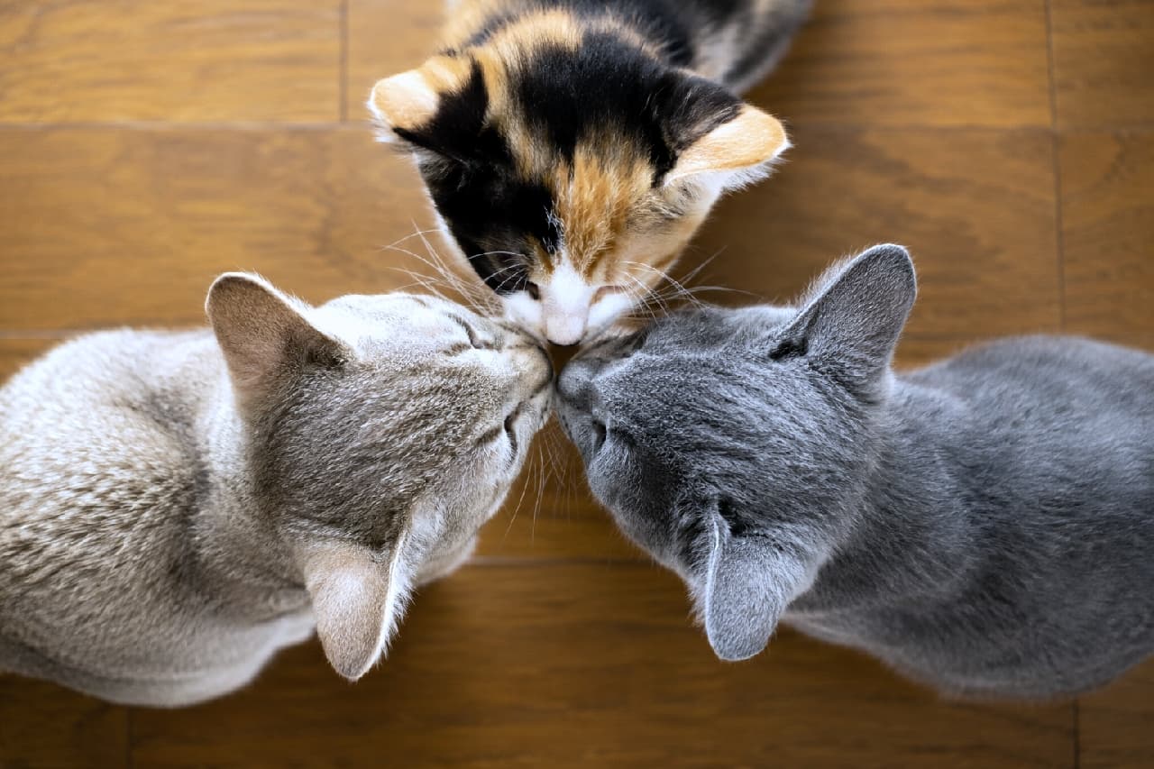 「\なになに?内緒話?🤭/おでこを寄せてひそひそ秘密会議中🐾可愛すぎて混ざりたい人ー!あるある✨🐈」An ultra-realistic high-quality photograph taken from a top-down perspective, featuring three adorable kittens—a calico, a silver tabby, and a solid gray—nosing together in a tight circle on a warm wooden floor in soft indoor lighting. 温かみのある木のフローリングの上で、三毛猫、シンガプーラ、ロシアンブルーの3匹の小さな子猫が真ん中で鼻先を寄せ合い、円を描くように集まっている様子を真上から捉えた高画質写真。柔らかい室内光が子猫たちの滑らかな毛並みと立体感を際立たせています