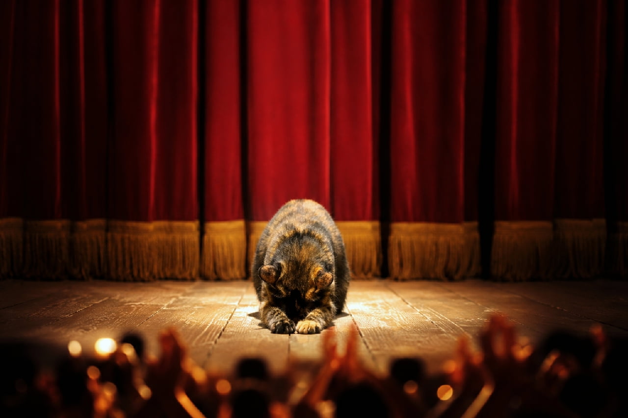 「本日の公演はこれにて終了ニャ!温かいご声援、本当にありがとうございました👏🎭 #おじぎ猫 #感謝 #舞台の主役 #感動のフィナーレ」Ultra-realistic high-quality photograph of a unique tortoiseshell cat bowing deeply under a warm spotlight on a wooden theater stage with red velvet curtains and an applauding audience silhouette in the foreground. 重厚な赤のベルベット幕が垂れる劇場舞台の中央で、温かいスポットライトを全身に浴びながら前脚を揃えて深々とお辞儀をするサビ猫。落ち着いたサビ柄(トーティシェル)の綺麗な被毛と真摯なポーズ、手前に浮かぶ観客の拍手のシルエットが、感動的なフィナーレを演出する幻想的な一瞬