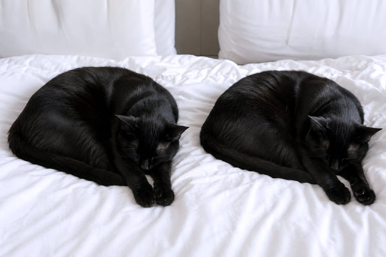 「白いベッドに黒猫のクロワッサンがふたつ🥐🐈⬛ 夢の中でも一緒に遊んでいるのかな?💤 ゆっくりおやすみ✨ #黒猫 #親子の絆 #親子猫 #ずっと一緒 #親バカ部 #癒やし #猫好きさんと繋がりたい」Ultra-realistic high-quality photograph of a parent and grown child black cat duo sleeping peacefully curled up side-by-side on a crisp white bed. The stark contrast between their glossy black fur and the white sheets creates a minimalist, stylish, and serene scene. 清潔感のある真っ白なベッドシーツの上で、同じように丸まってスヤスヤと眠る2匹の黒猫の親子。黒曜石のようなツヤのある真っ黒な被毛が白い背景と美しいコントラストを生み出し、静寂と安心感に包まれたスタイリッシュで穏やかな情景
