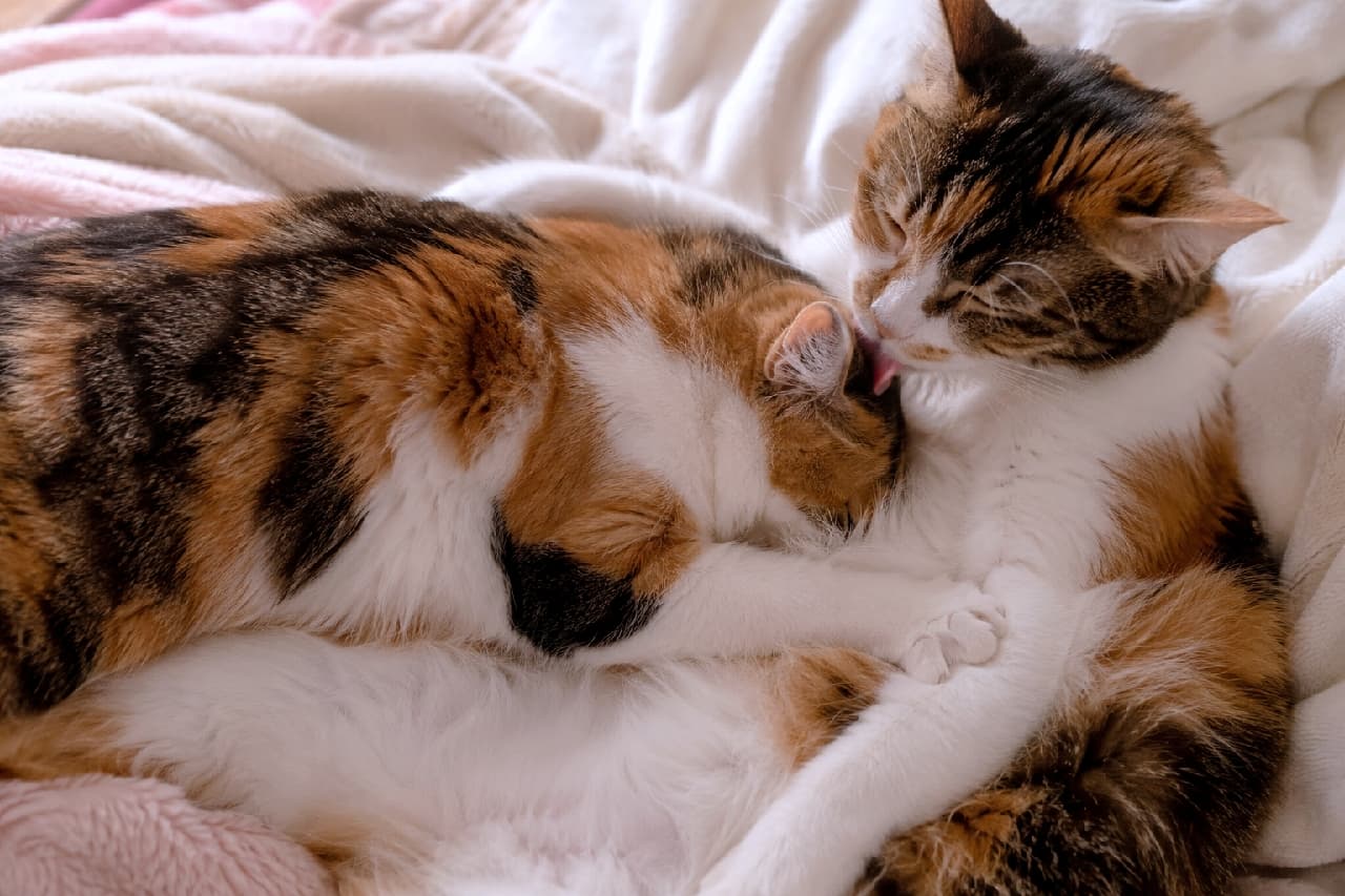 「「いつになっても、アナタは私の宝物ニャ」毛布の上で優しく耳を舐めてあげる三毛猫ママの無条件の愛…涙が出ちゃいそうなくらい温かい1枚です🌸母の愛は偉大なり!😭 #三毛猫 #愛が溢れてる #猫好きさんと繋がりたい」Ultra-realistic high-quality photograph of a vibrant Calico (patched tabby) mother cat lying on a soft blanket, lovingly grooming her child's ear with a gentle pink tongue. The second cat rests peacefully tucked against her body, enveloped in a cozy, warm domestic atmosphere. やわらかなピンクとホワイトの毛布の上で、鮮やかな白・黒・赤(茶)のパッチドタビー(三毛)模様を持つ猫が、もう1匹の三毛猫を包み込むように横たわり、耳の裏を優しくペロペロと舐めて毛づくろいしています。舐められている側の猫は安心して頭をすり寄せ、ピンクの舌やしっとりとした毛の質感がリアルに描写されています。ぬくもりに満ちた光が室内を満たし、無条件の母性と絆を感じさせる暖かい情景