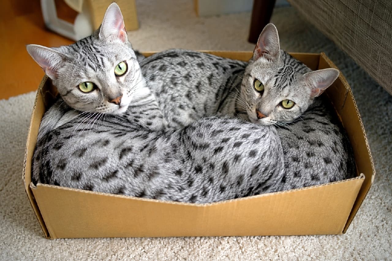 「「ねこは液体」を証明中🐈💧 なぜか狭い箱に2匹でギュウギュウに詰まるのが好きなんです📦💕 #エジプシャンマウ #親子の絆 #親子猫 #ずっと一緒 #親バカ部 #癒やし #猫好きさんと繋がりたい」Ultra-realistic high-quality photograph of two Egyptian Mau cats with striking silver spotted tabby coats and pale green eyes, squeezed perfectly together into a single shallow cardboard box on a living room carpet, staring directly at the camera. リビングのカーペットに置かれた浅めの段ボール箱の中に、パズルのように隙間なく丸まって収まる2匹のエジプシャンマウ。美しいシルバースポットタビー(銀色のヒョウ柄)とグースベリーグリーン(淡い緑)のアーモンド型の瞳を持ち、2匹揃ってカメラを見つめているコミカルで愛らしい姿