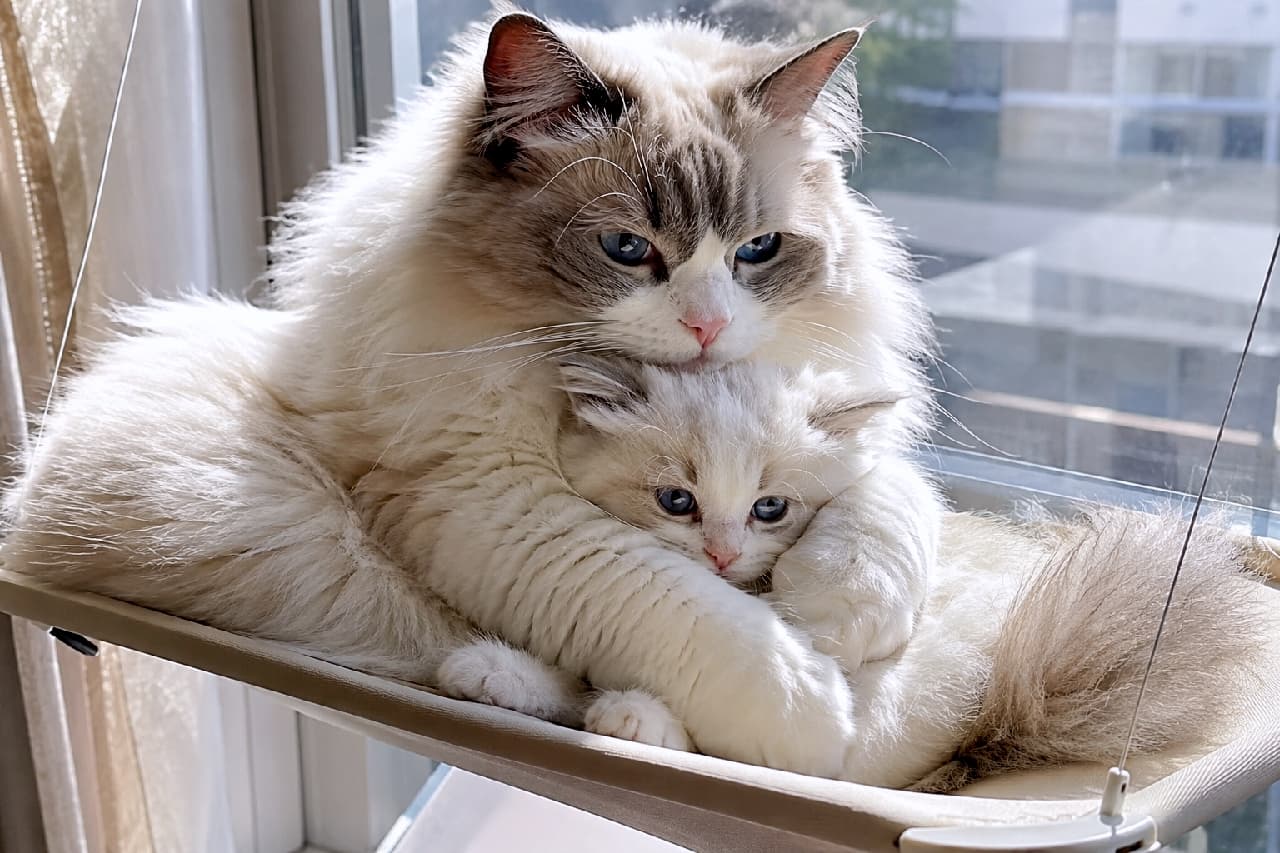 「「この子は絶対渡さないにゃ!」🐾 窓辺のハンモックで我が子をギュッと抱きしめる尊すぎる親子の姿😭💖 #ラガマフィン #親子の絆 #親子猫 #ずっと一緒 #親バカ部 #癒やし #猫好きさんと繋がりたい」Ultra-realistic high-quality photograph of a Ragamuffin parent cat tightly hugging its kitten on a window hammock bathed in sunlight. Their fluffy blue point bicolor coats and piercing blue eyes stand out, perfectly capturing an ultimate moment of maternal love and safety. 陽の光が透ける窓辺に取り付けられたキャットハンモックの上で、親猫が子猫を両手でギュッと抱きしめるようにくつろぐラガマフィンの親子。ブルーポイントバイカラーの豊かな長毛とサファイアブルーの瞳が美しく、親離れ・子離れしない究極の愛情と安心感が表現された一枚