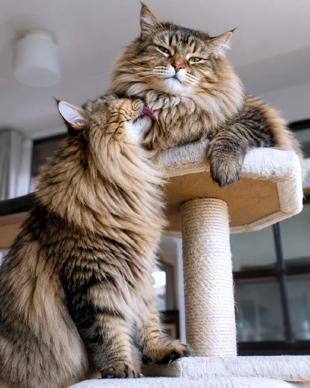 「体は大きくなっても、ママ(パパ)がだーい好き!🐱 スリスリペロペロ、親子の絆は永遠にゃん🫶 #サイベリアン #親子の絆 #親子猫 #ずっと一緒 #親バカ部 #癒やし #猫好きさんと繋がりたい」Ultra-realistic high-quality photograph of two large, massive Siberian cats on a cat tower. The grown offspring stretches up from a lower tier to affectionately groom the majestic parent cat resting on top, displaying a beautiful lifelong bond. 室内にある立派なベージュのキャットタワーで、上段でくつろぐ堂々とした風格のサイベリアンの親猫に対し、下段から背伸びをして優しくあご下を毛づくろいする大きな子猫の姿。ふさふさの被毛の質感が美しく、体は大きくなっても親を慕う愛情深いワンシーン