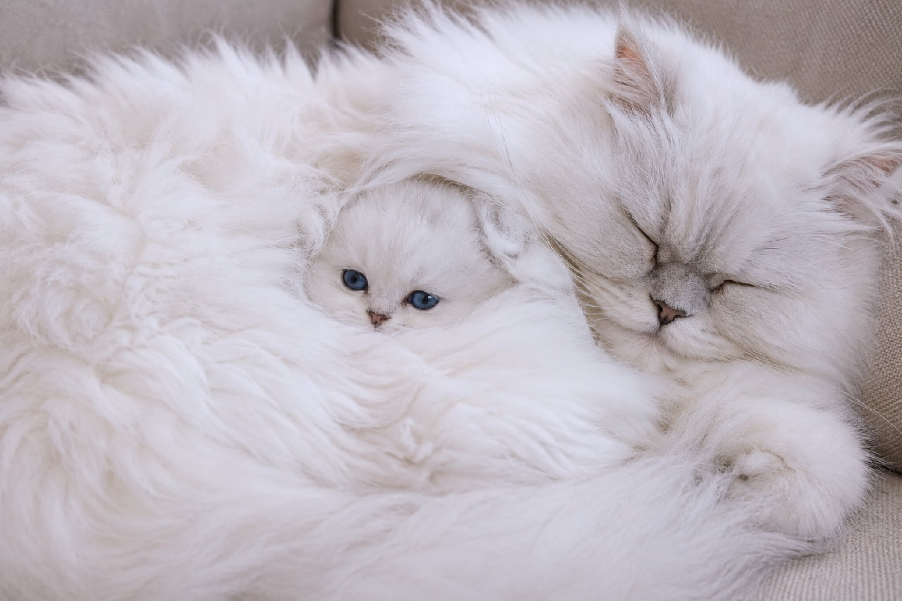 「えっ、雲の中から子猫が生まれた…!?☁️ ママのフワフワ毛並みに埋もれる天使ちゃんを見つけてしまった…👼💖 #ペルシャ猫 #親子の絆 #親子猫 #ずっと一緒 #親バカ部 #癒やし #猫好きさんと繋がりたい」Ultra-realistic high-quality photograph of a majestic white Persian mother cat sleeping peacefully, with a tiny, adorable white kitten peeking its head out from inside her exceptionally fluffy, cloud-like long fur. The kitten features striking blue eyes looking directly at the camera. ベージュのソファの上で、まるで溢れんばかりの白い雲のように豊かなロングヘアを持つホワイトペルシャの母猫がスヤスヤと眠り、その極上にふわふわな被毛の隙間から、つぶらな青い瞳を持ったちっちゃな白子猫がひょっこりと顔を出してカメラを見つめている奇跡的な瞬間。親猫の圧倒的な毛量と守るような寝姿、子猫の守りたくなる愛らしさが神秘的なまでに美しいカット
