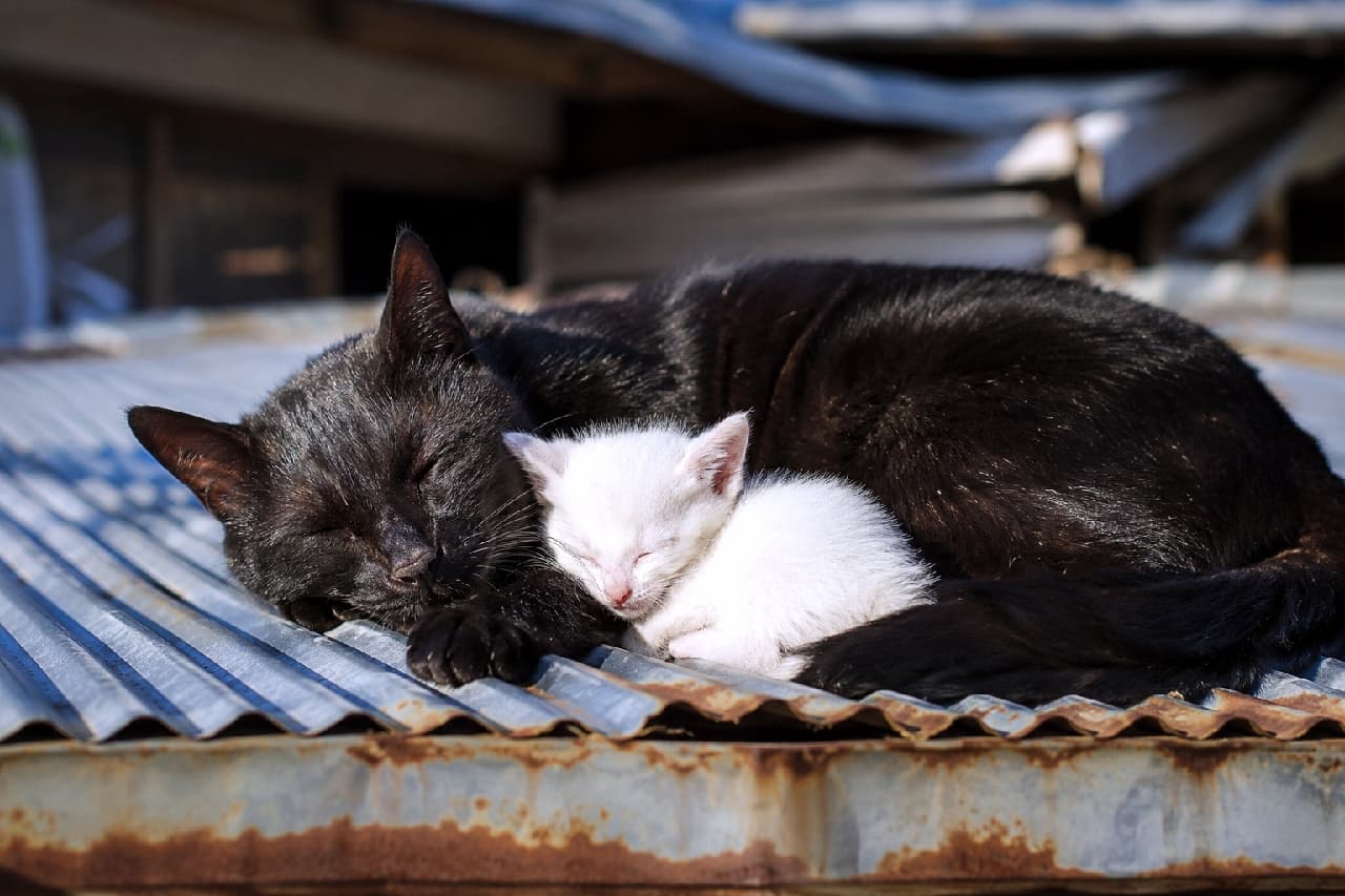 「ぽかぽか太陽の下で一緒にお昼寝にゃ🐾黒猫ママのぬくもりで、白猫ちゃんもぐっすり夢の中…💤 #黒猫 #白猫 #お昼寝 #猫のいる風景」Ultra-realistic high-quality photograph of a sleek black cat and a tiny white kitten sleeping peacefully together on a rusty corrugated metal roof, bathed in warm, soft sunlight. 錆びたトタン屋根の上で身を寄せて眠る、艶やかな被毛の黒猫と真っ白な子猫。ポカポカとした柔らかな太陽の光が2匹を包み込み、安心しきって目を閉じる穏やかな表情が、深い愛情と平和な時間を感じさせる情景