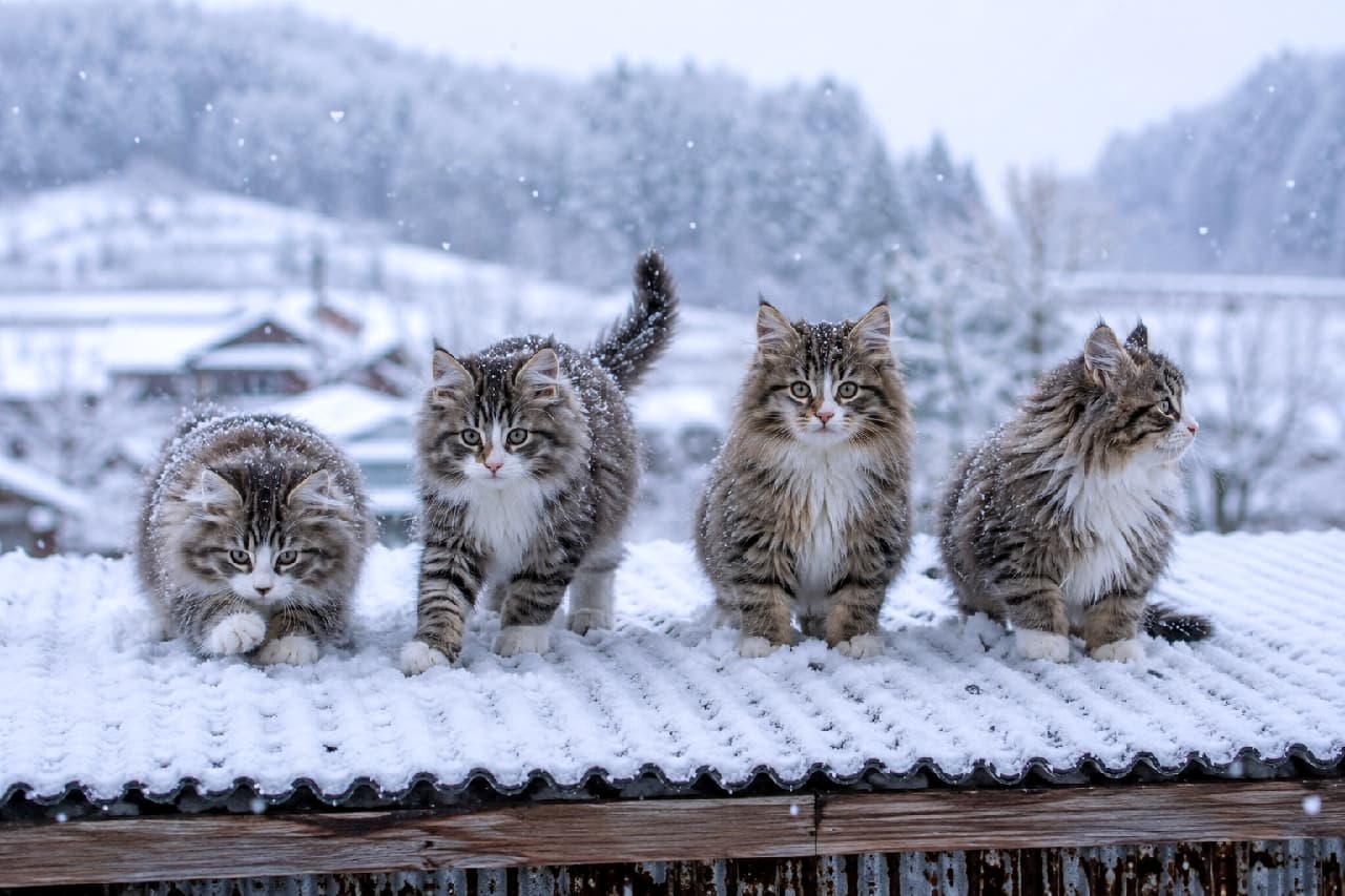 「雪の中でも元気いっぱい!🐾モフモフの冬毛があれば、冷たい屋根の上だって最高の遊び場にゃん⛄️❄️ #ノルウェージャンフォレストキャット #雪遊び #猫のいる風景」Ultra-realistic high-quality photograph of four fluffy brown tabby and white Norwegian Forest Cat kittens standing on a snow-covered corrugated roof during a snowfall. The kittens, with snowflakes resting on their thick winter coats, look curiously forward against a backdrop of a snowy village and forested mountains. 降雪の中、雪が積もった波板屋根の上に並ぶ4匹のノルウェージャンフォレストキャットの子猫たち。豊かなブラウンタビー&ホワイトの冬毛に白い雪の結晶を乗せ、丸い目で好奇心旺盛に歩き出そうとする姿が、冷たい冬の空気感の中で愛らしく描写されています