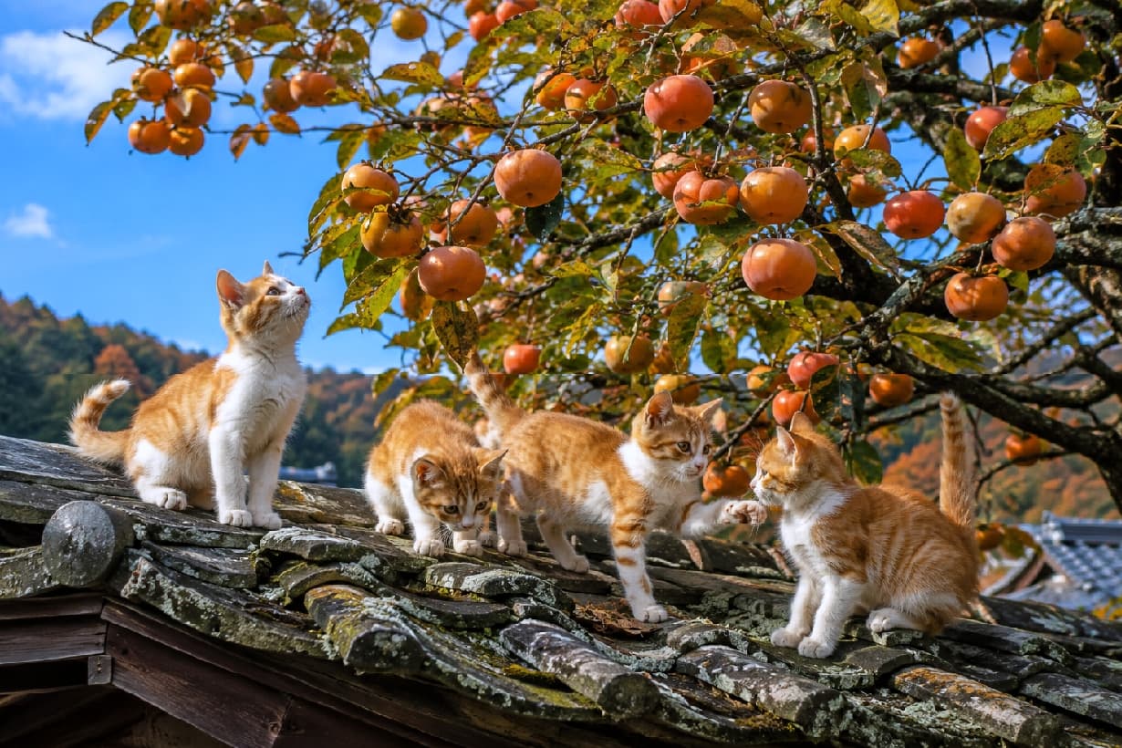 「実りの秋、みーつけた!🐾美味しそうな柿の実に夢中な茶白の子猫たちが可愛すぎる大運動会🍊🍂 #茶白猫 #秋の風景 #猫のいる風景」Ultra-realistic high-quality photograph of four energetic orange and white kittens playing on a mossy traditional tiled roof, surrounded by a tree heavily laden with ripe persimmons against a clear autumn blue sky. 鮮やかなオレンジ色に熟した無数の柿の実を背景に、苔むした古い瓦屋根の上を活発に動き回る4匹の茶白の子猫たち。秋の澄んだ青空と紅葉のコントラストの中、好奇心いっぱいに柿を見上げたり猫パンチをする無邪気な姿が描かれています
