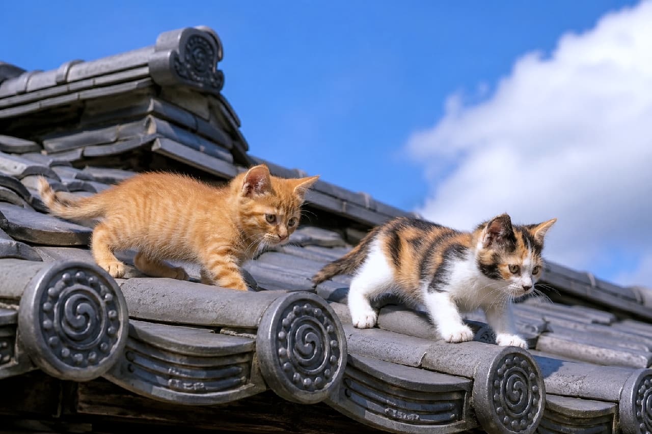 「初めての屋根上パトロール出動!💨青空の下、茶トラちゃんと三毛ちゃんの大冒険が始まるよ✨ #茶トラ #三毛猫 #猫のいる風景」Ultra-realistic high-quality photograph of an orange tabby kitten and a calico kitten walking carefully on traditional Japanese roof tiles, set against a bright blue sky with fluffy white clouds. 抜けるような夏の青空と白い雲を背景に、立派な和風の瓦屋根を連れ立って歩く茶トラと三毛の子猫。好奇心旺盛なクリクリの目と、瓦のカーブを慎重に踏みしめる小さな前足が愛らしく、活気あふれる一枚