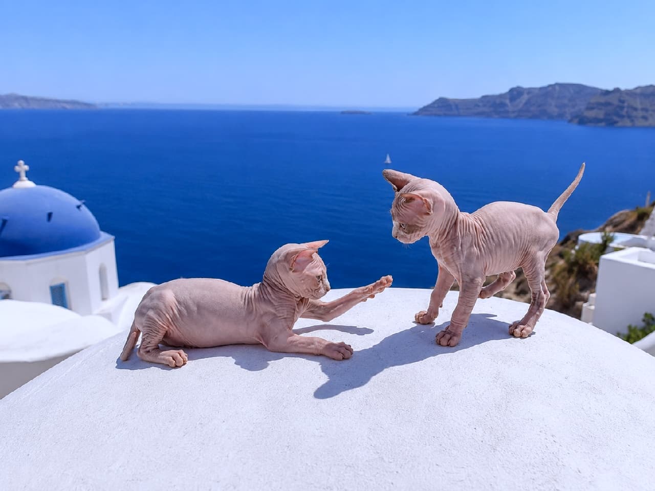 「エーゲ海の風を感じながらハイタッチ!?🐾スフィンクスちゃんたちのバカンス風景が眩しすぎる🏖️ #スフィンクス #サントリーニ #猫のいる風景」Ultra-realistic high-quality photograph of two hairless Sphynx kittens playfully interacting on a brilliant white domed roof, with the deep blue Aegean sea and a classic blue-domed church in the background. ギリシャ・サントリーニ島を思わせる真っ青な海とブルードームの教会を背景に、真っ白な屋根の上でじゃれ合う2匹のスフィンクスの子猫。無毛種ならではの滑らかな肌の質感と、大きな耳、ピンと立てたしっぽが、強い陽射しの下で際立っています